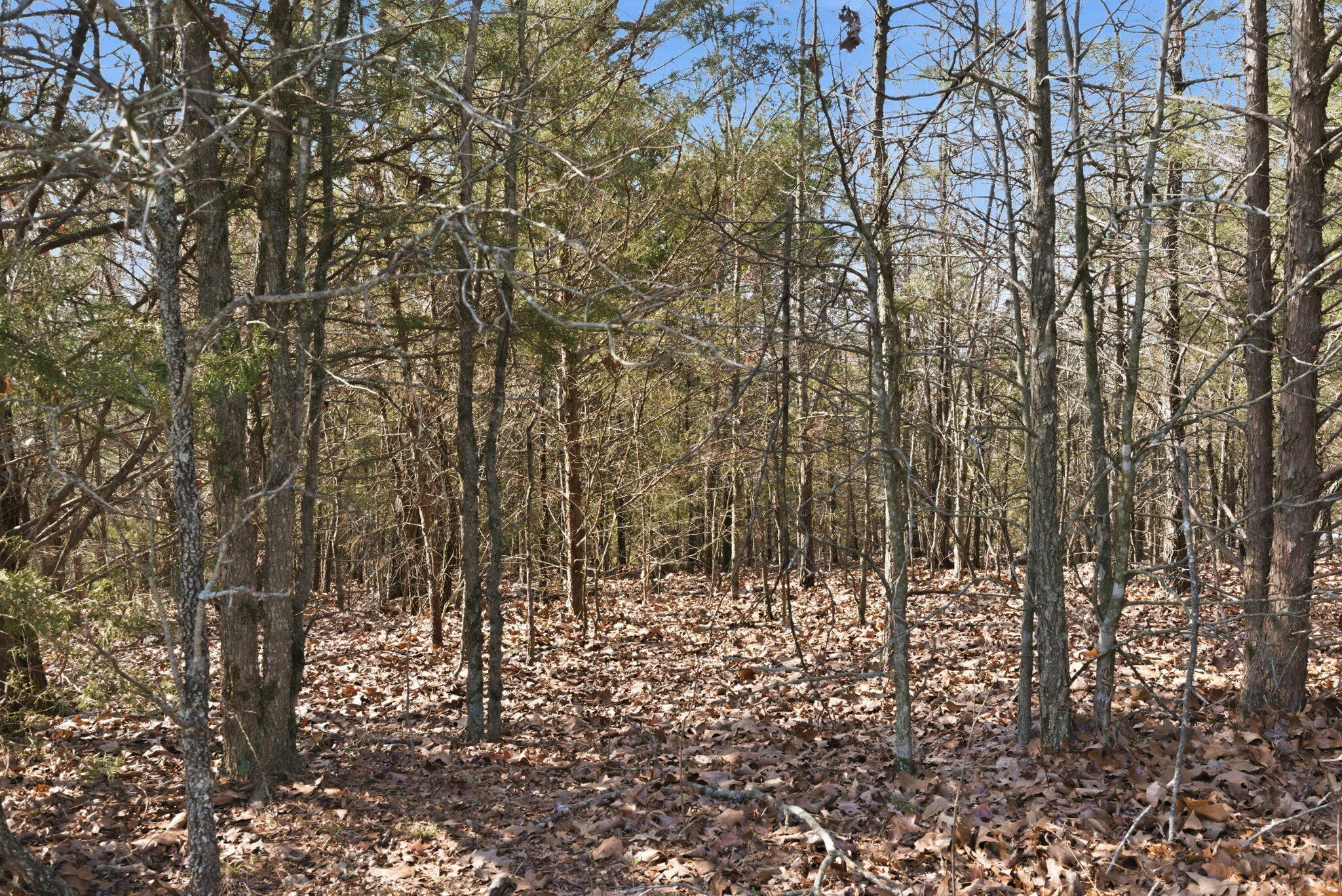 Photo 11 - Land for sale – 153  Windy Ridge Drive  Hollister, MO