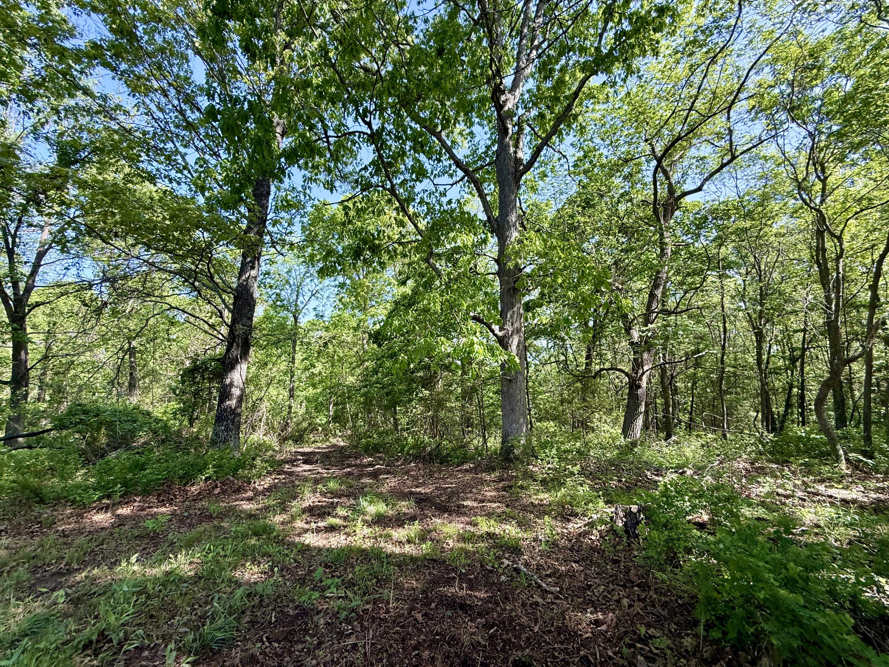 Photo 6 - Land for sale – 000  Highway M Tract F   Cabool, MO