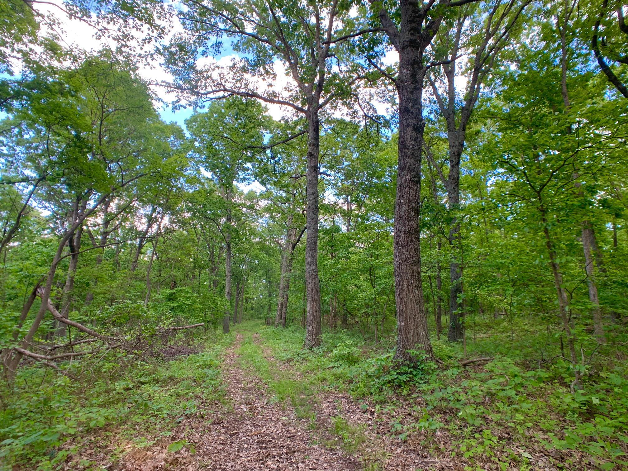 Photo 58 - Land for sale – 000  Farm Road 1280   Shell Knob, MO