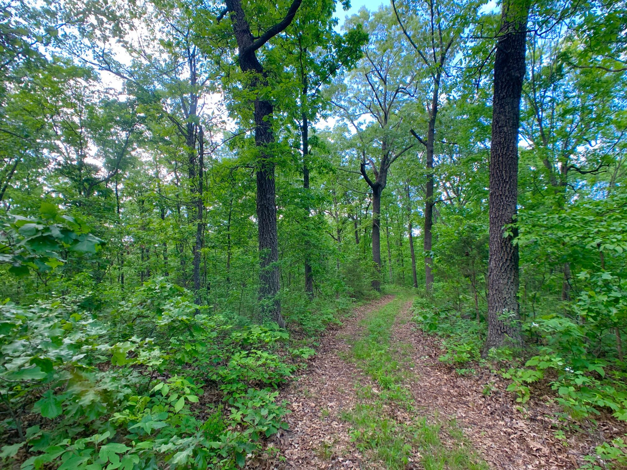 Photo 59 - Land for sale – 000  Farm Road 1280   Shell Knob, MO