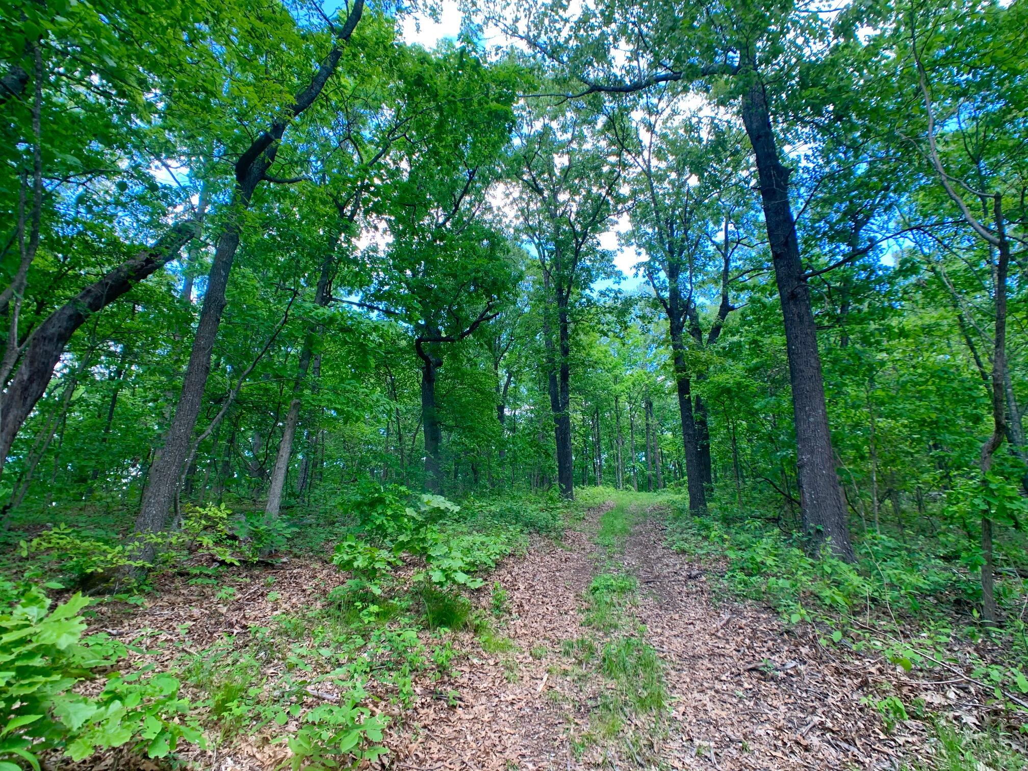 Photo 56 - Land for sale – 000  Farm Road 1280   Shell Knob, MO