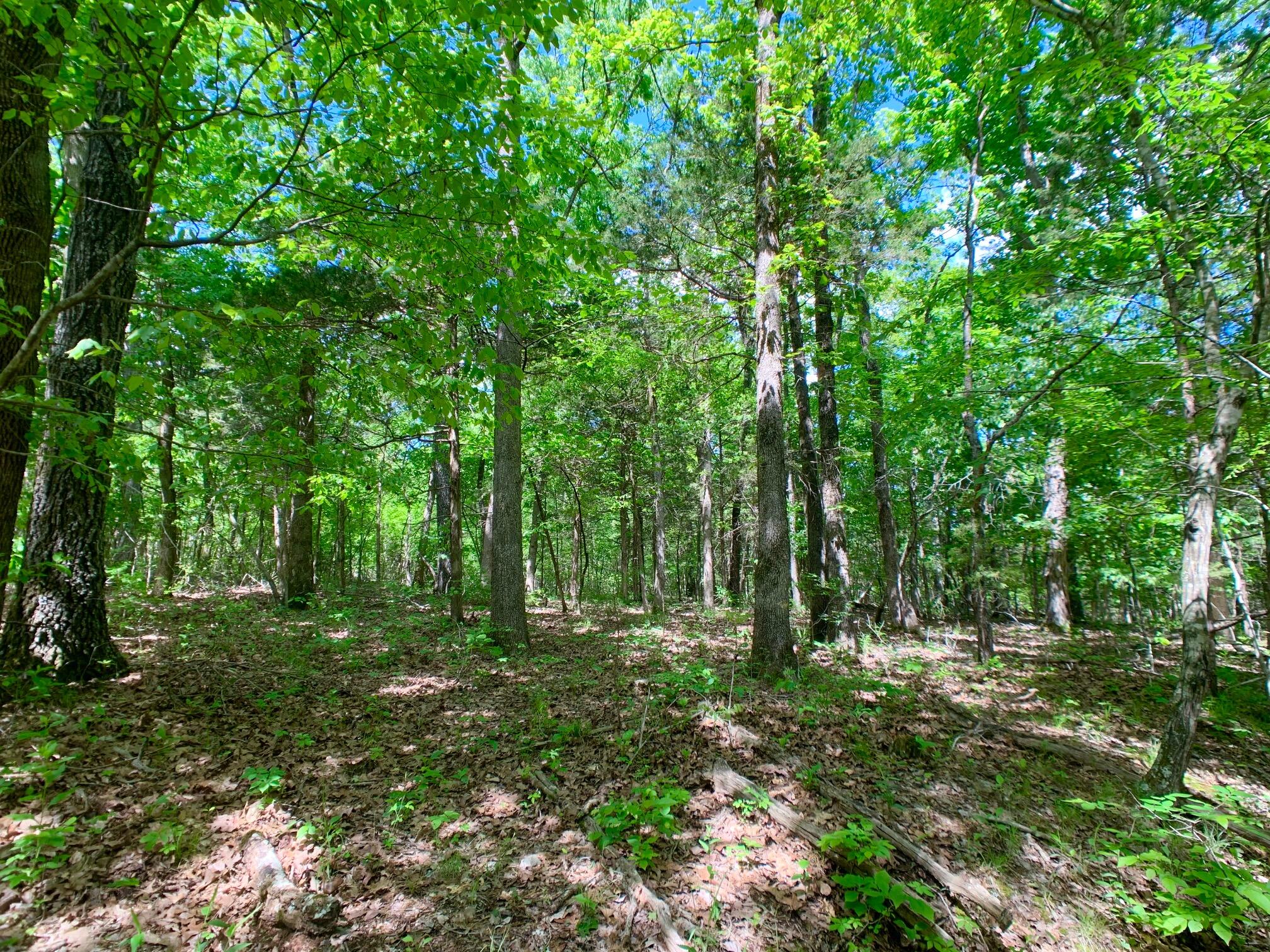 Photo 11 - Land for sale – 000  Farm Road 1280   Shell Knob, MO