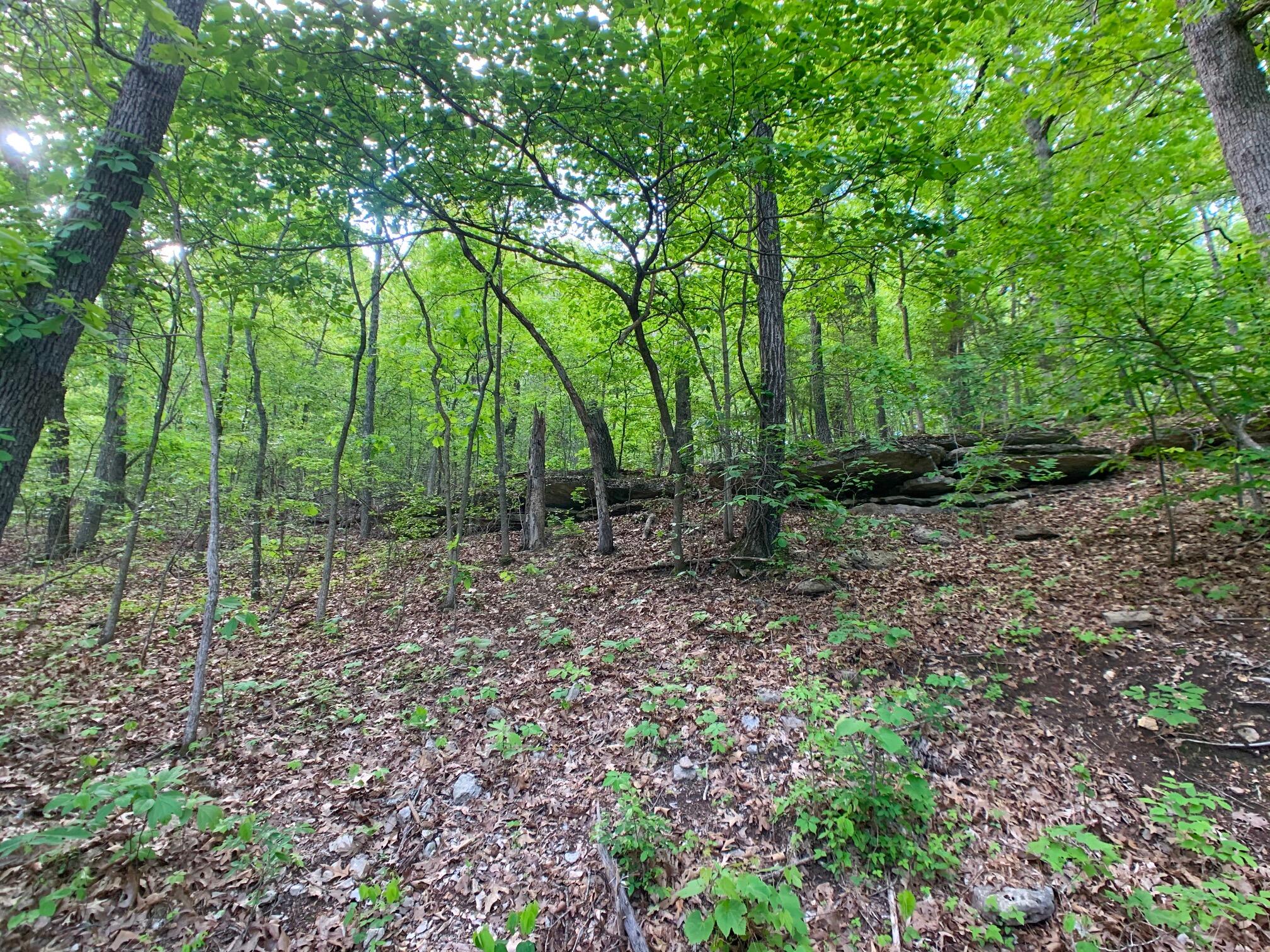 Photo 53 - Land for sale – 000  Farm Road 1280   Shell Knob, MO