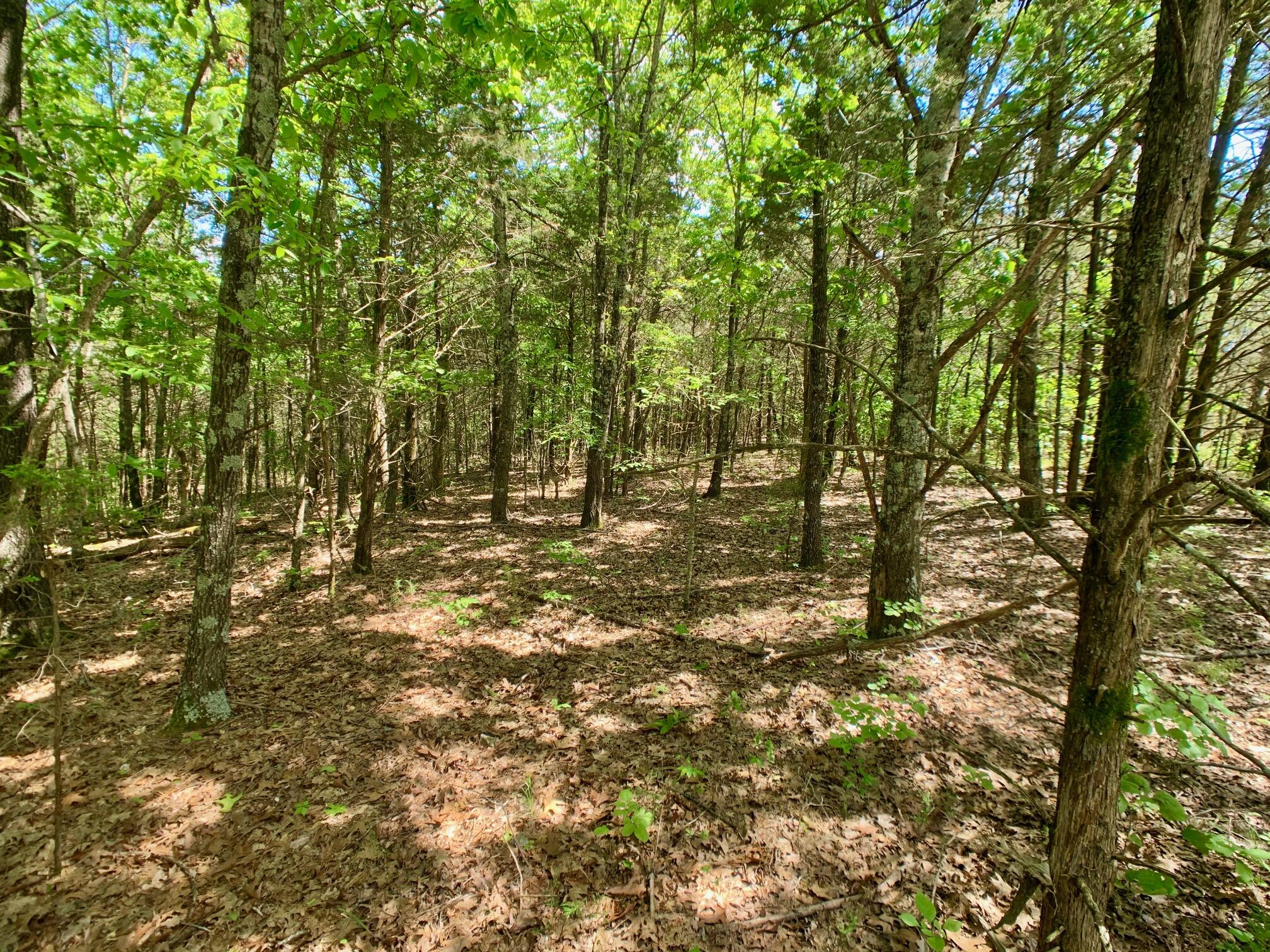 Photo 9 - Land for sale – 000  Farm Road 1280   Shell Knob, MO