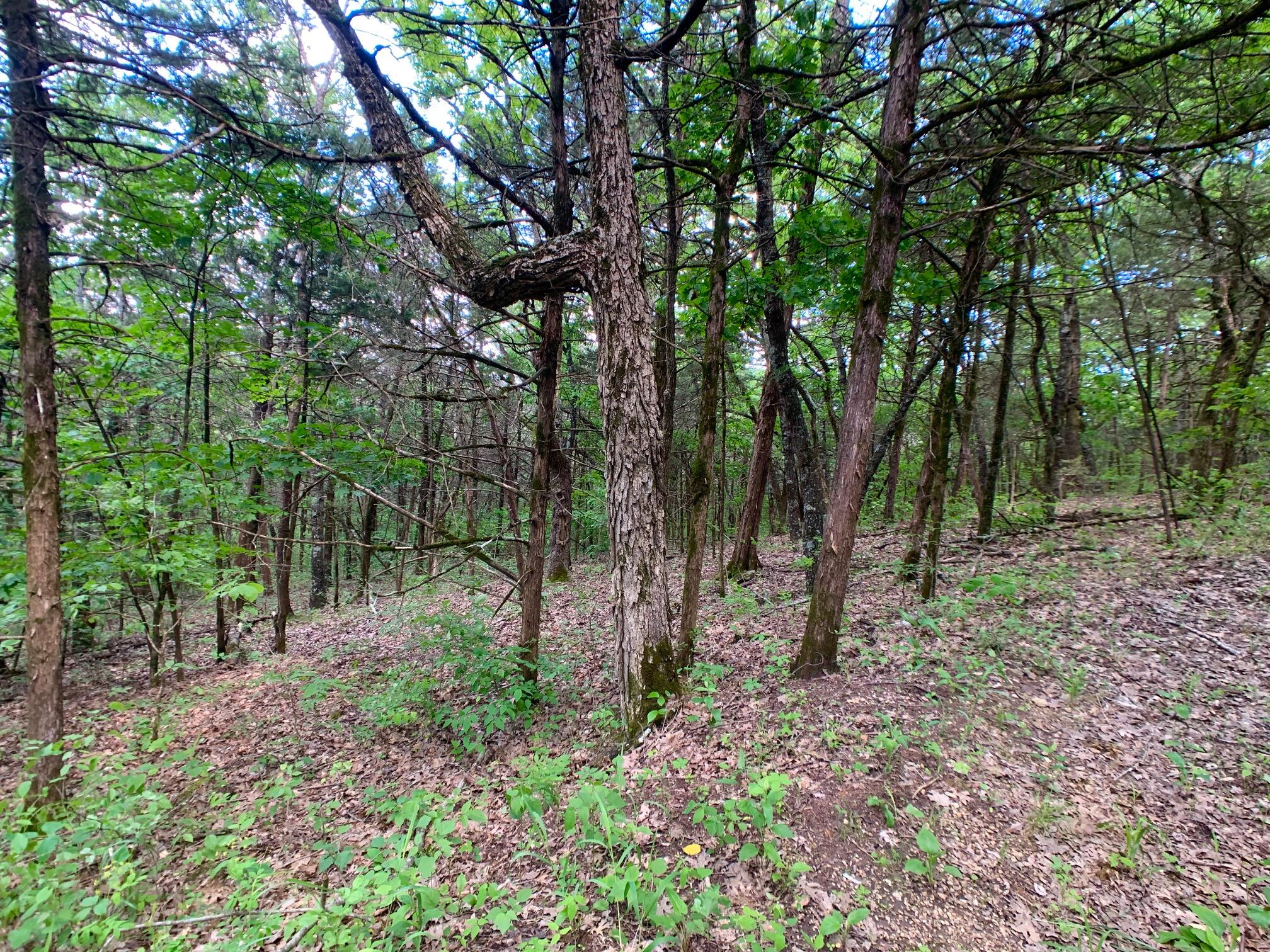 Photo 19 - Land for sale – 000  Farm Road 1280   Shell Knob, MO