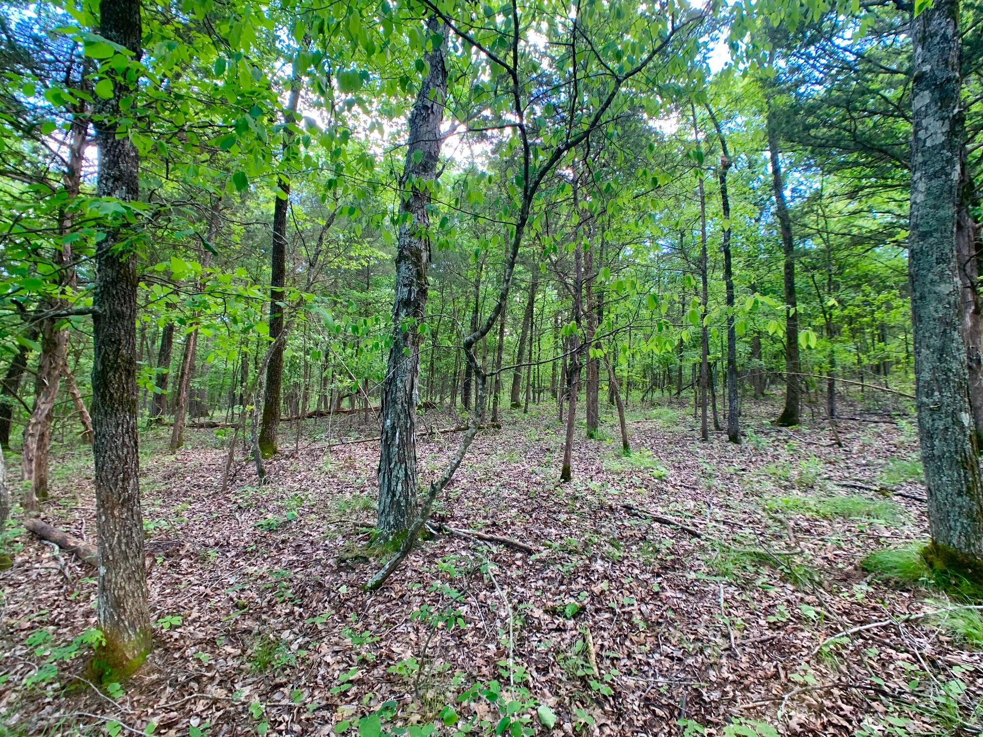 Photo 12 - Land for sale – 000  Farm Road 1280   Shell Knob, MO
