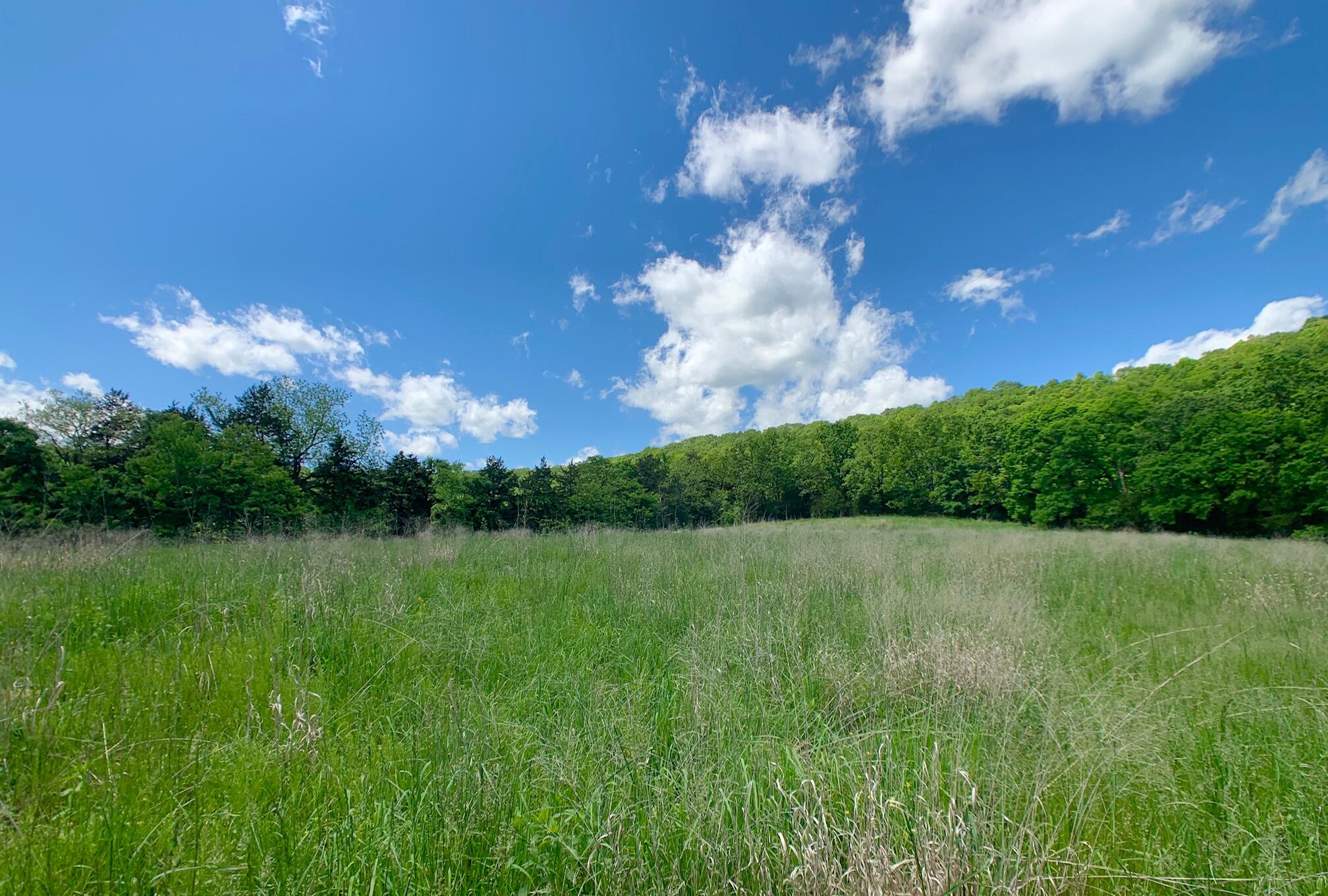 Photo 3 - Land for sale – 000  Farm Road 1280   Shell Knob, MO