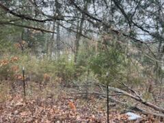 Photo 5 - Land for sale – 000 (Tbd)  Mockingbird Road  Merriam Woods, MO
