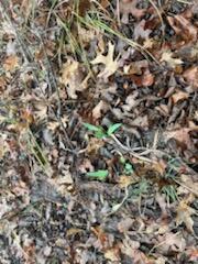 Photo 4 - Land for sale – 000 (Tbd)  Mockingbird Road  Merriam Woods, MO