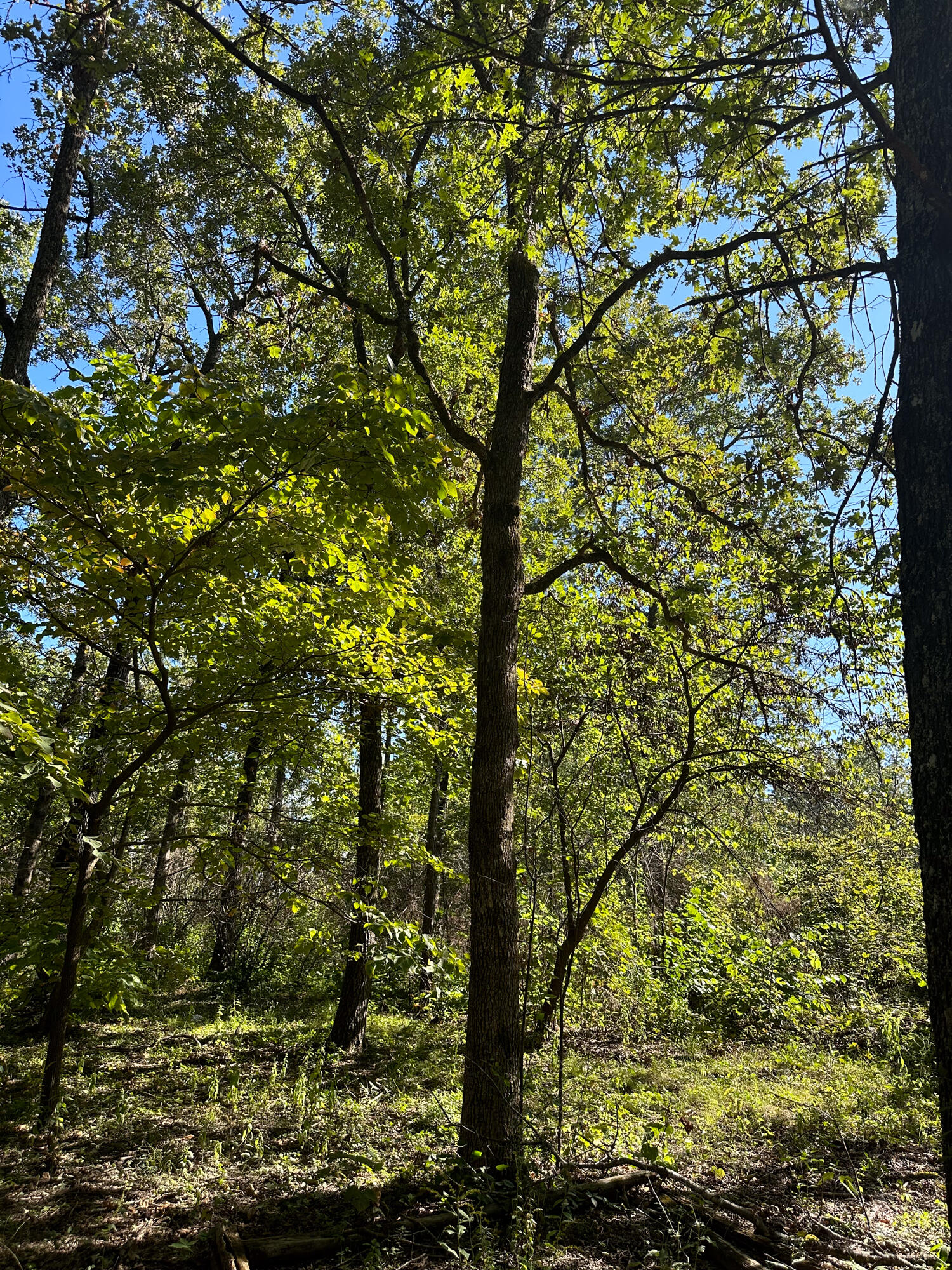 Photo 4 - Land for sale – 10140  County Road 6610   West Plains, MO