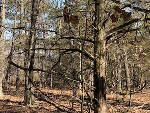 Photo 16 - Land for sale – 000  Lakeshore Road  Protem, MO