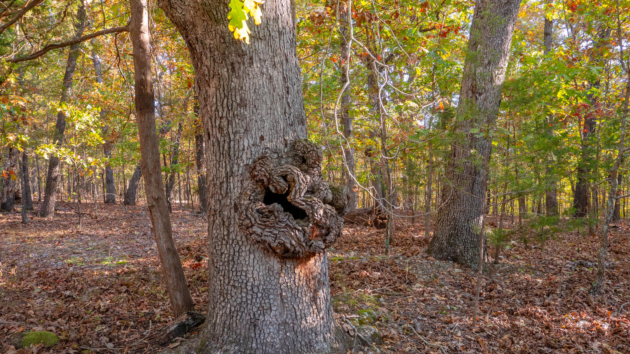 Photo 53 - Land for sale – 000  Shoal Creek Drive  Protem, MO