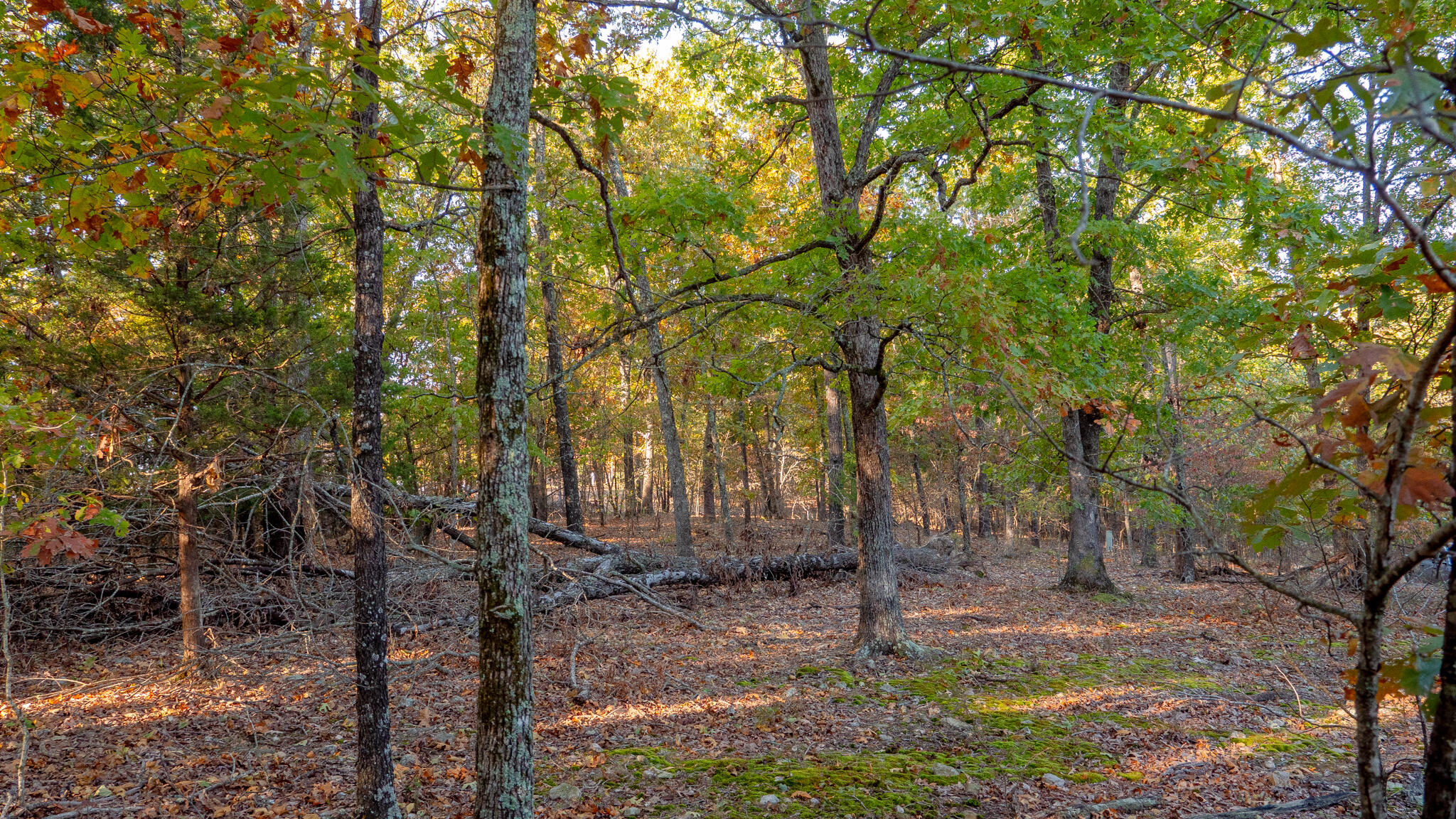 Photo 48 - Land for sale – 000  Lakeshore Road  Protem, MO
