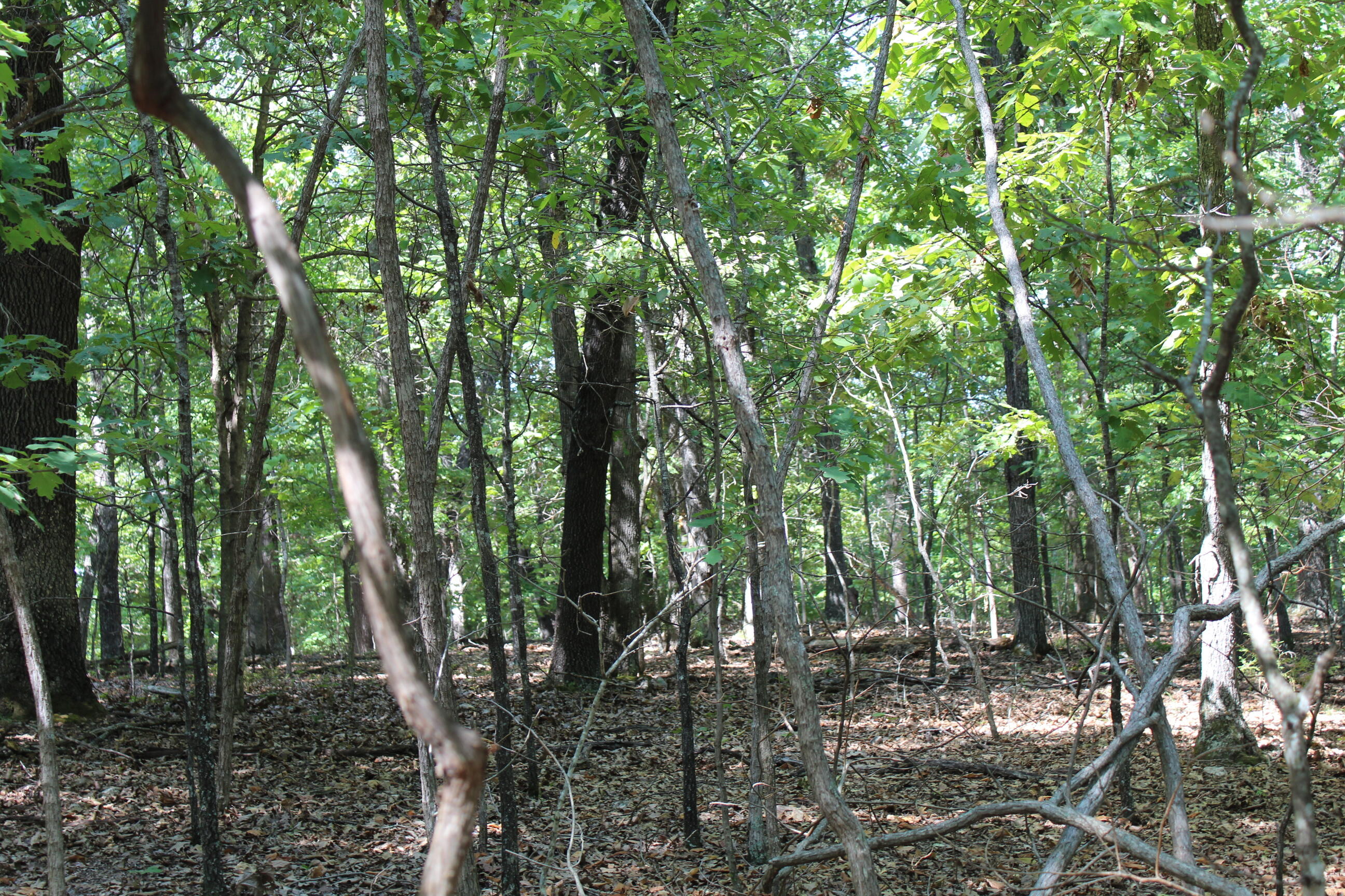 Photo 19 - Land for sale – 000  Shore Cove   Protem, MO