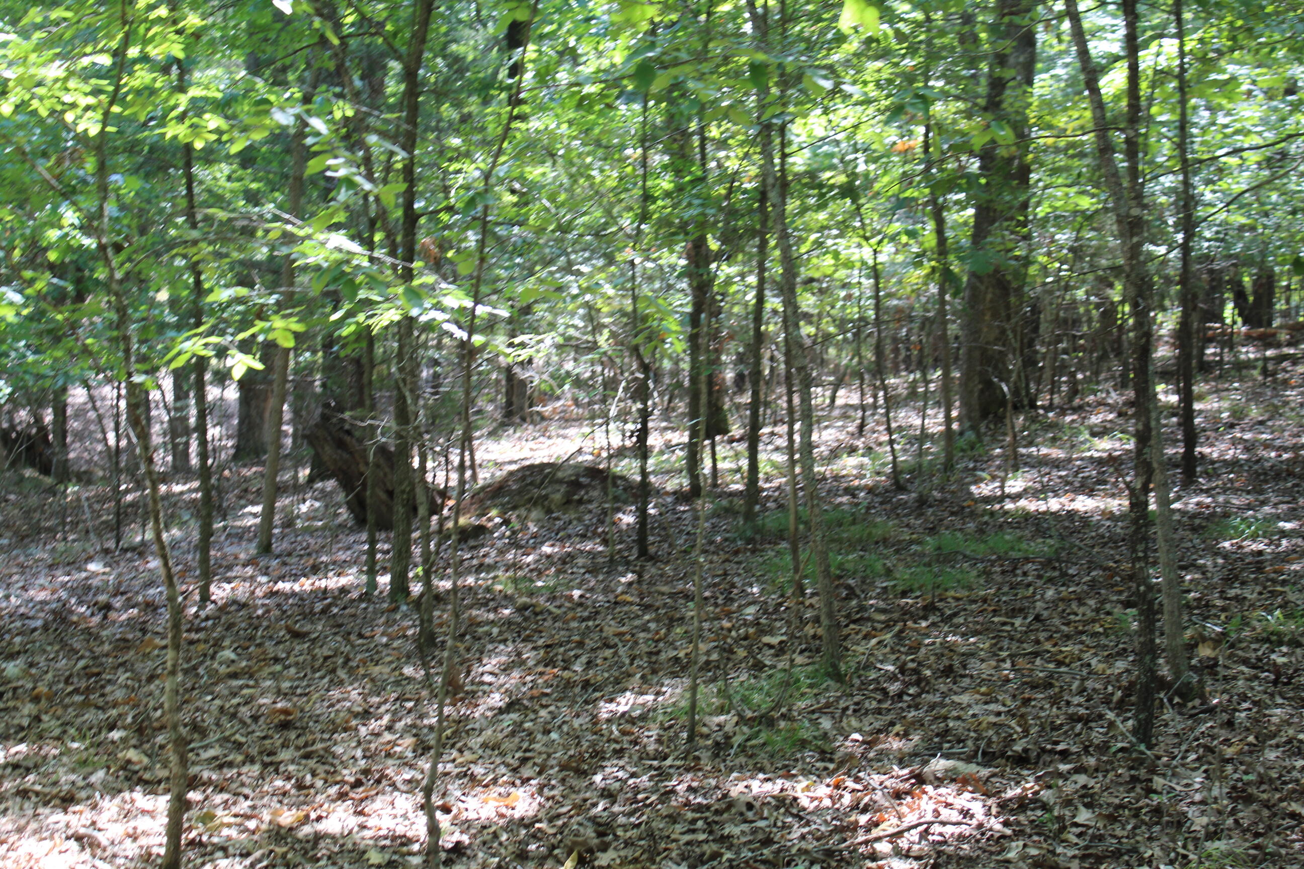 Photo 20 - Land for sale – 000  Shore Cove   Protem, MO