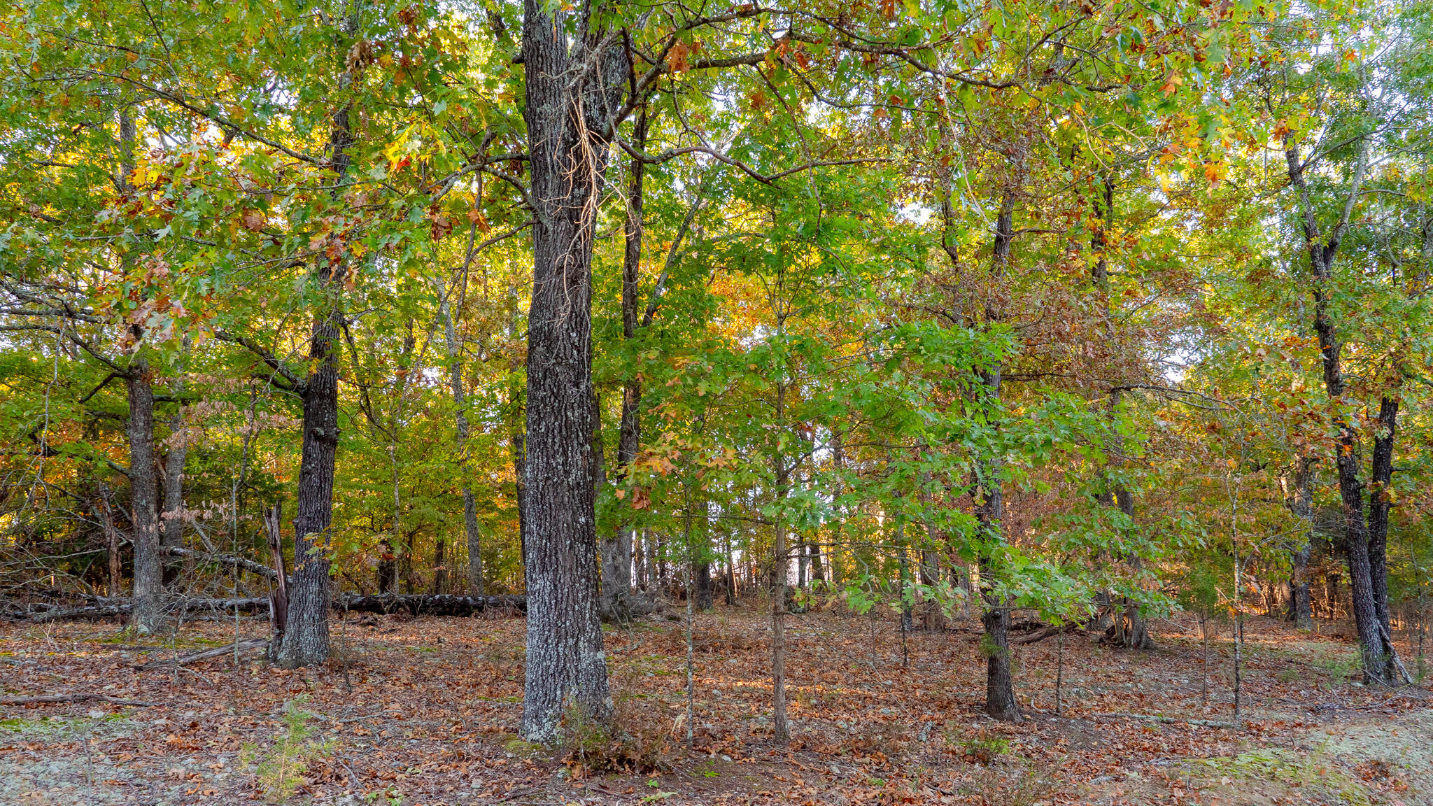 Photo 50 - Land for sale – 000  Lakeview Drive  Protem, MO