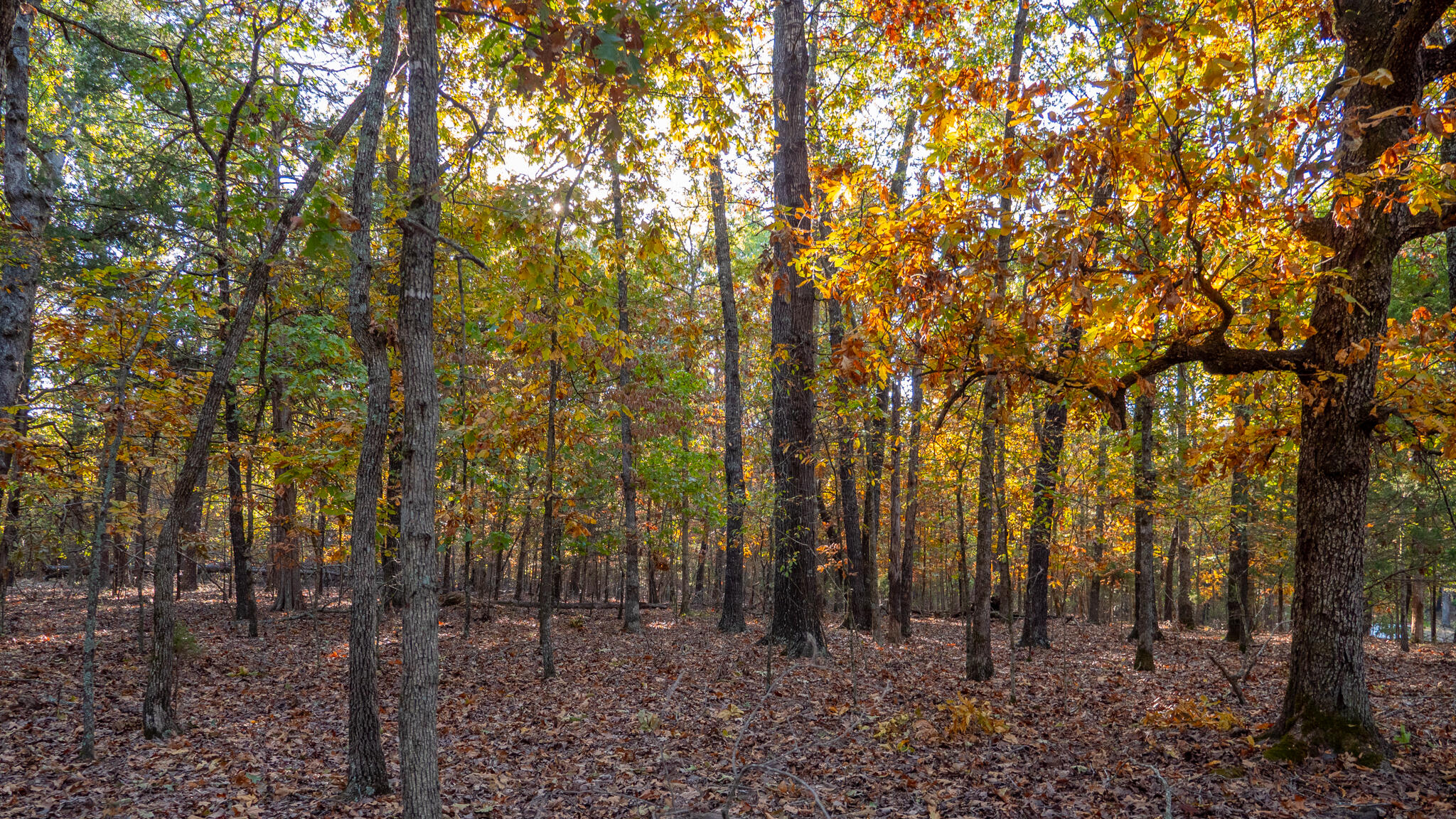 Photo 59 - Land for sale – 000  Lakeview Drive  Protem, MO