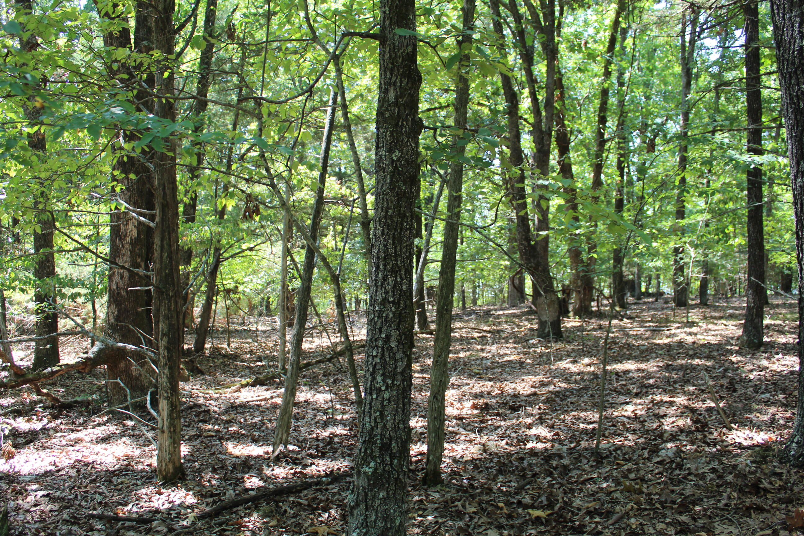 Photo 15 - Land for sale – 000  Lakeshore Road  Protem, MO