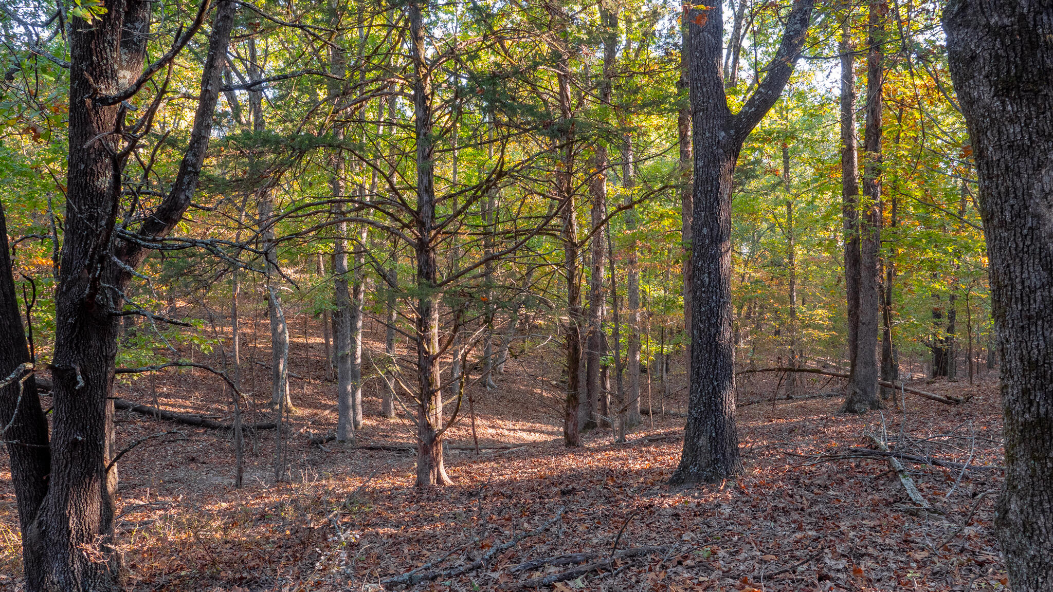 Photo 52 - Land for sale – 000  Lakeshore Road  Protem, MO