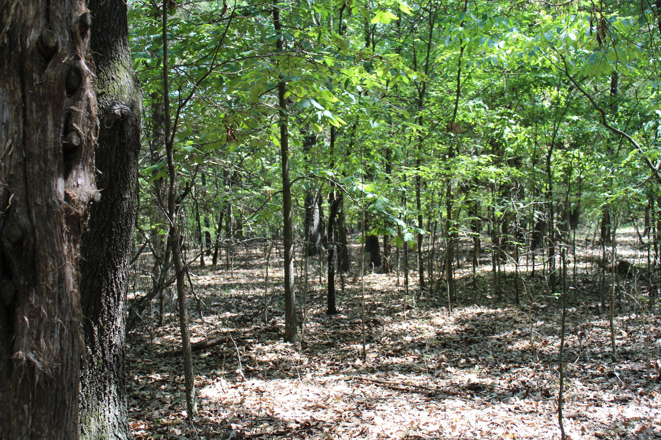 Photo 16 - Land for sale – 000  Lakeshore Road  Protem, MO