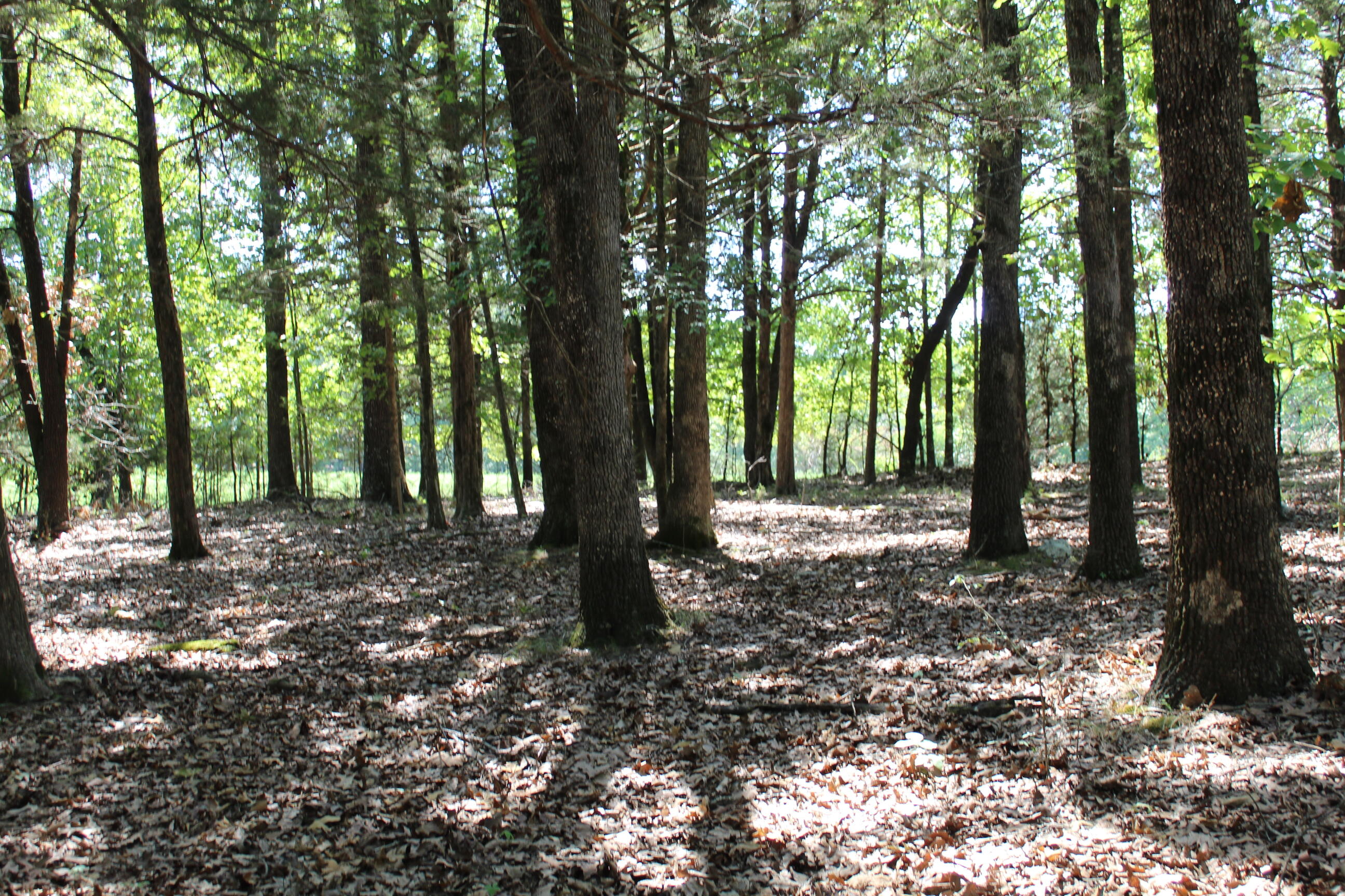 Photo 19 - Land for sale – 000  Lakeshore Road  Protem, MO