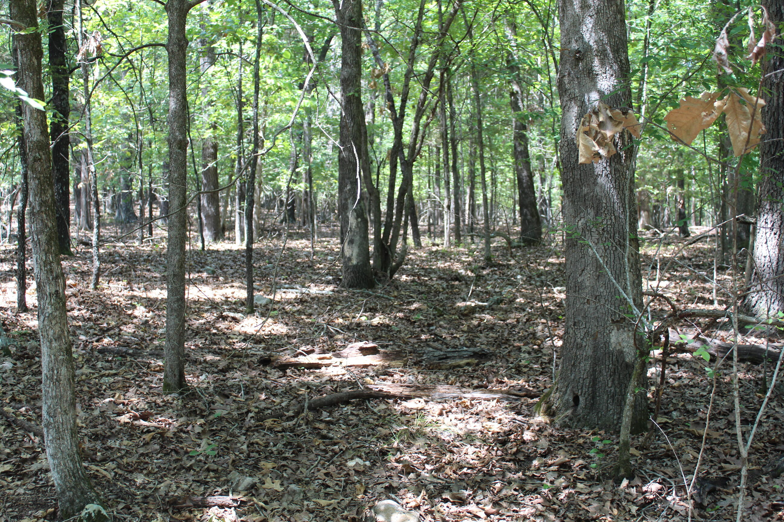 Photo 17 - Land for sale – 000  Airline Drive  Protem, MO