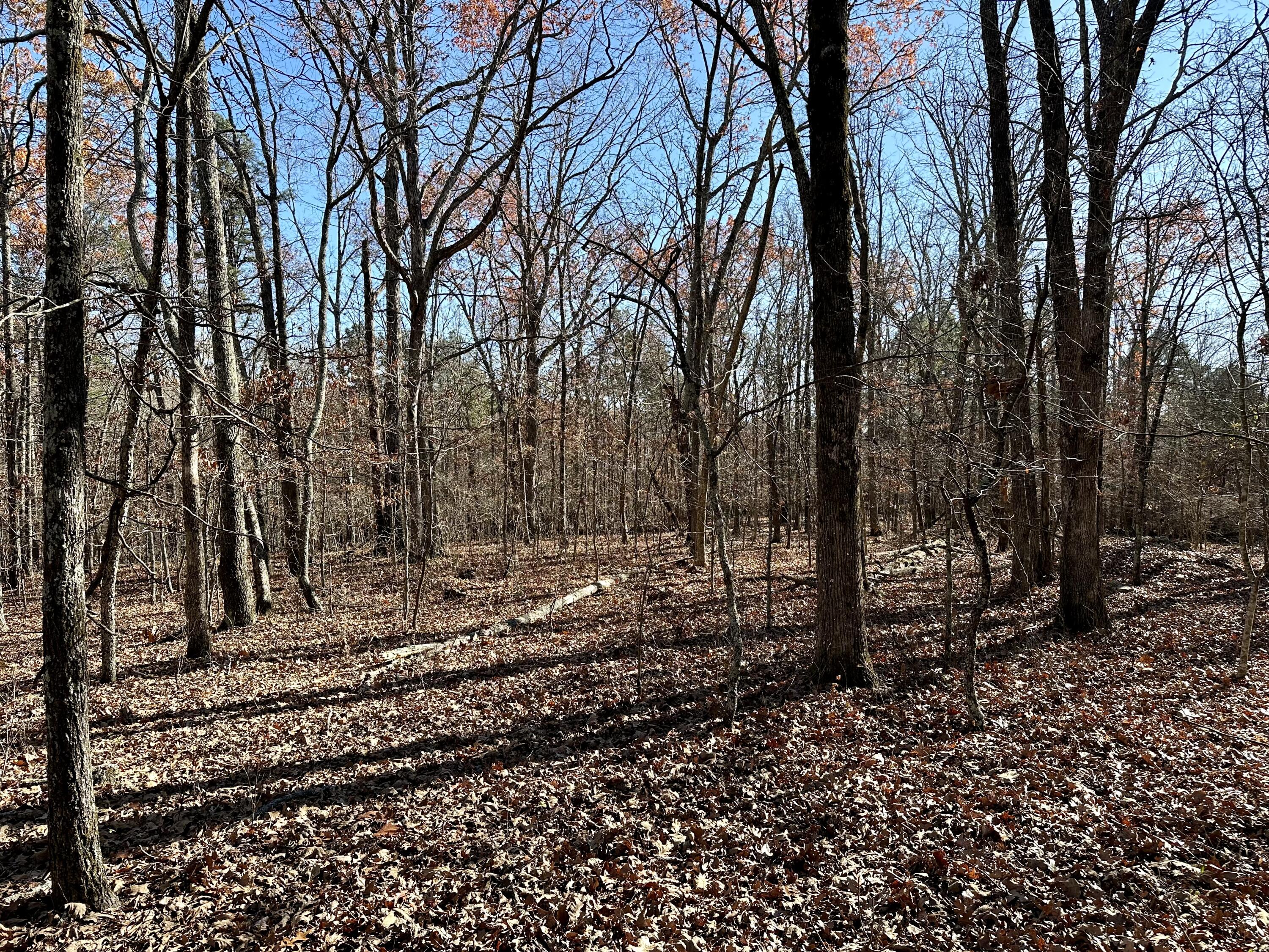 Photo 3 - Land for sale – 000  Highway H   Ellsinor, MO