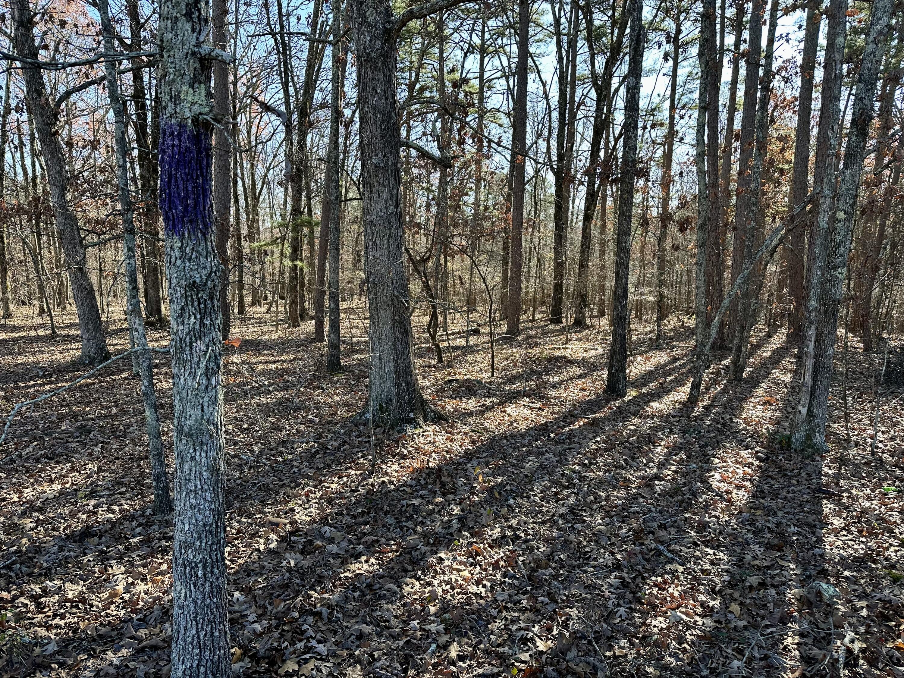Land for sale – 000  Highway H   Ellsinor, MO