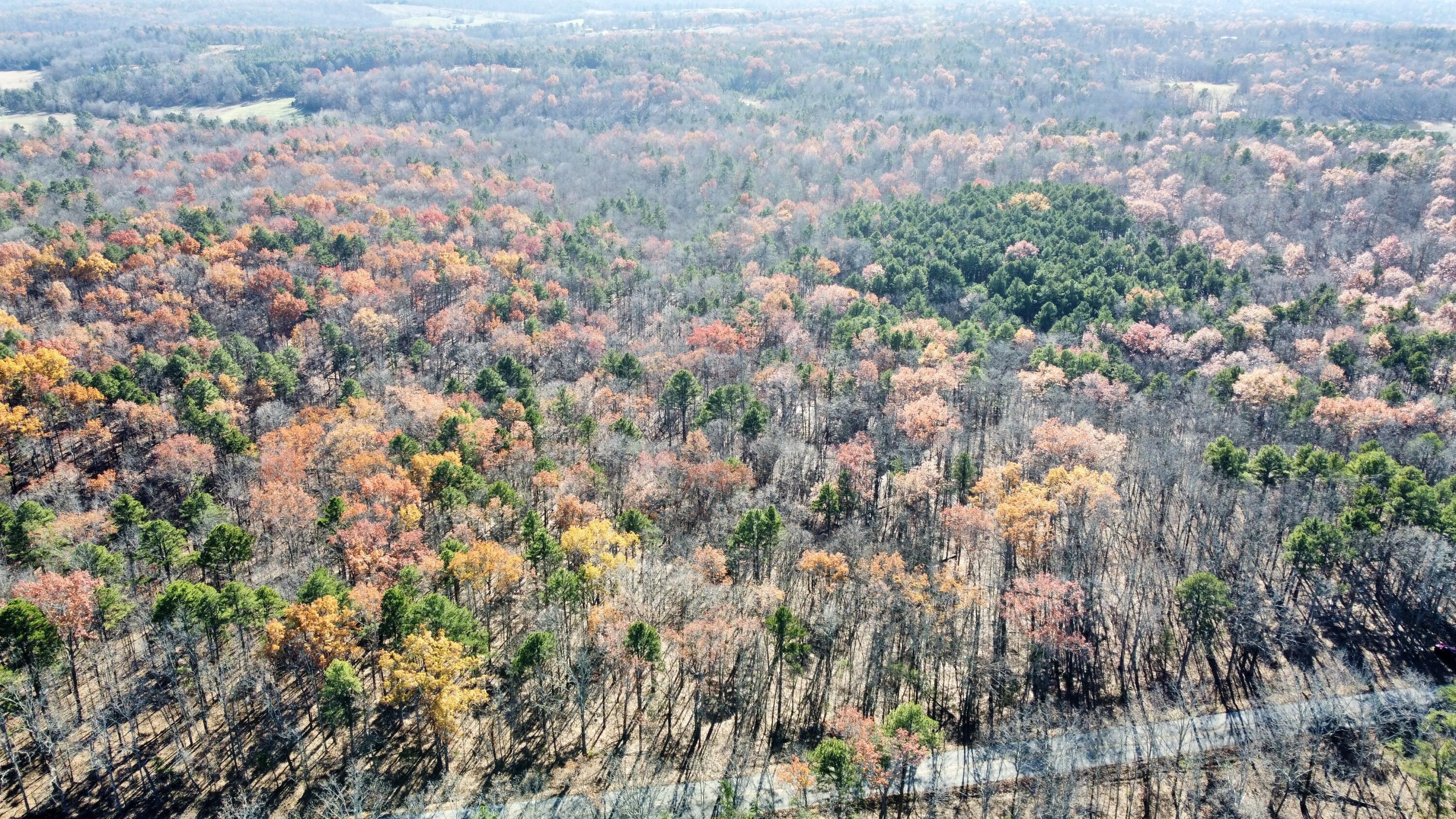 Photo 9 - Land for sale – 000  Highway H   Ellsinor, MO