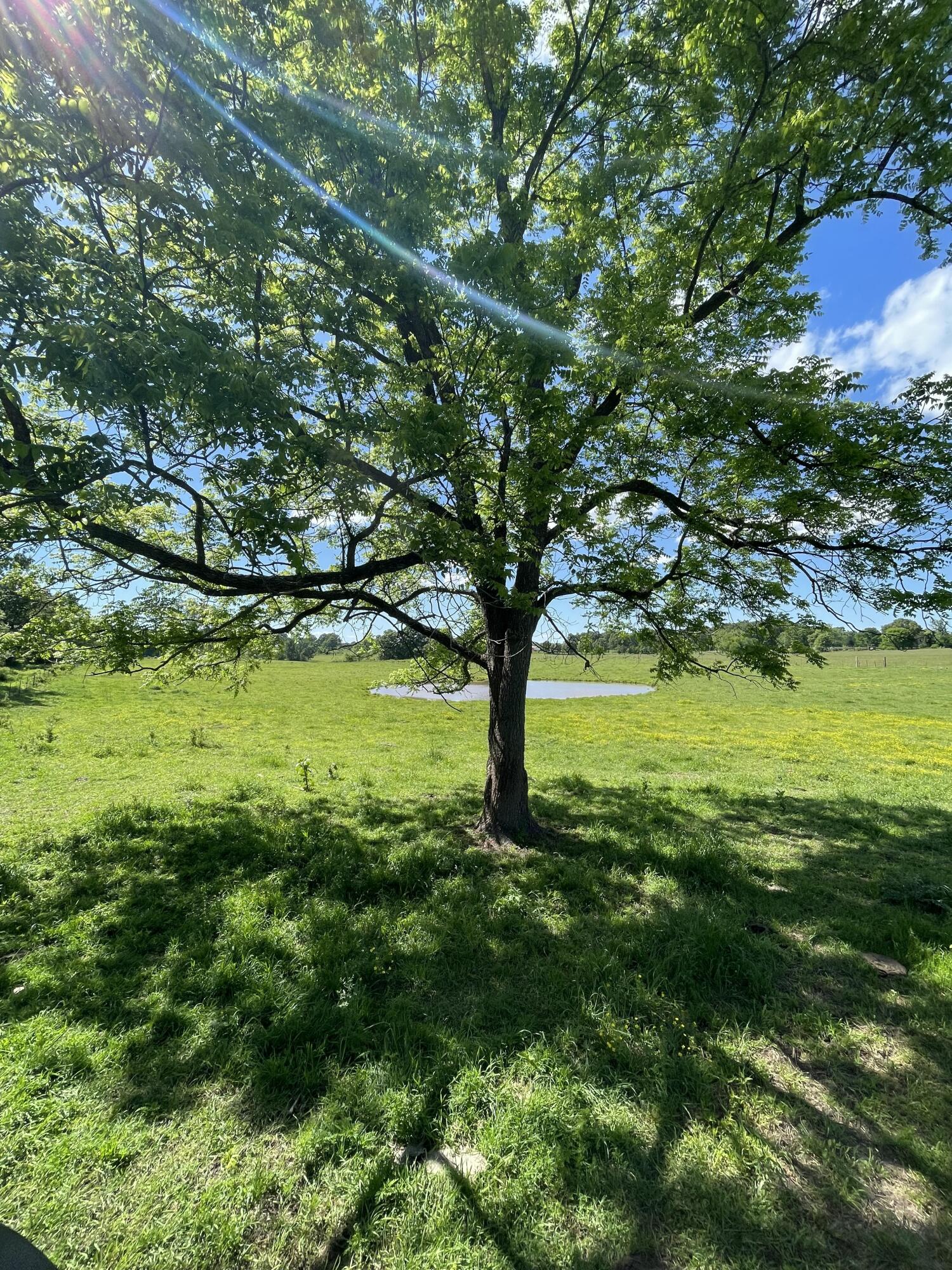 Photo 38 - Farm for sale – 1499  County Road 380   Koshkonong, MO