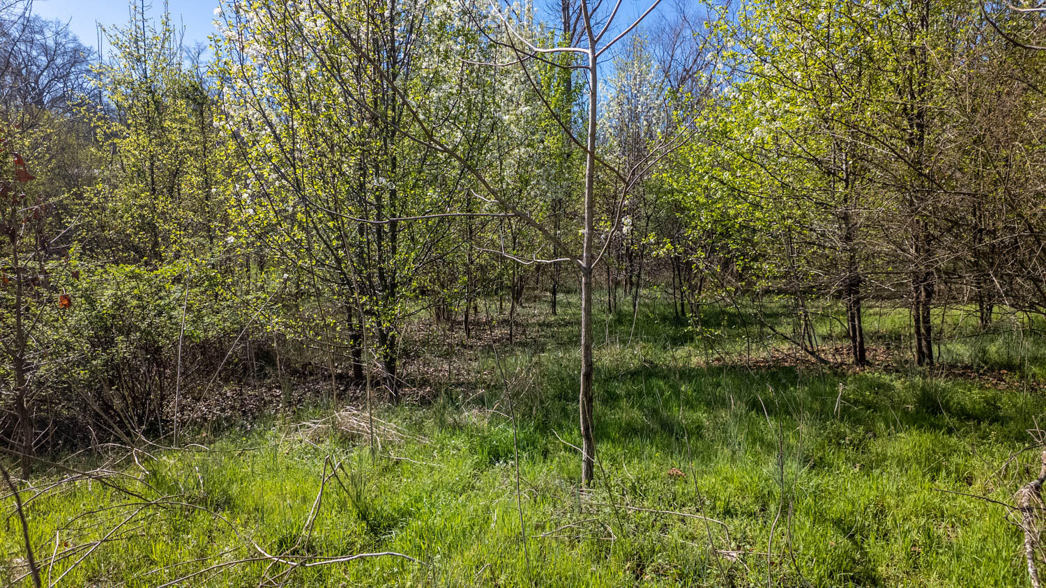 Photo 10 - Land for sale – 000  Main   Mammoth Spring, AR