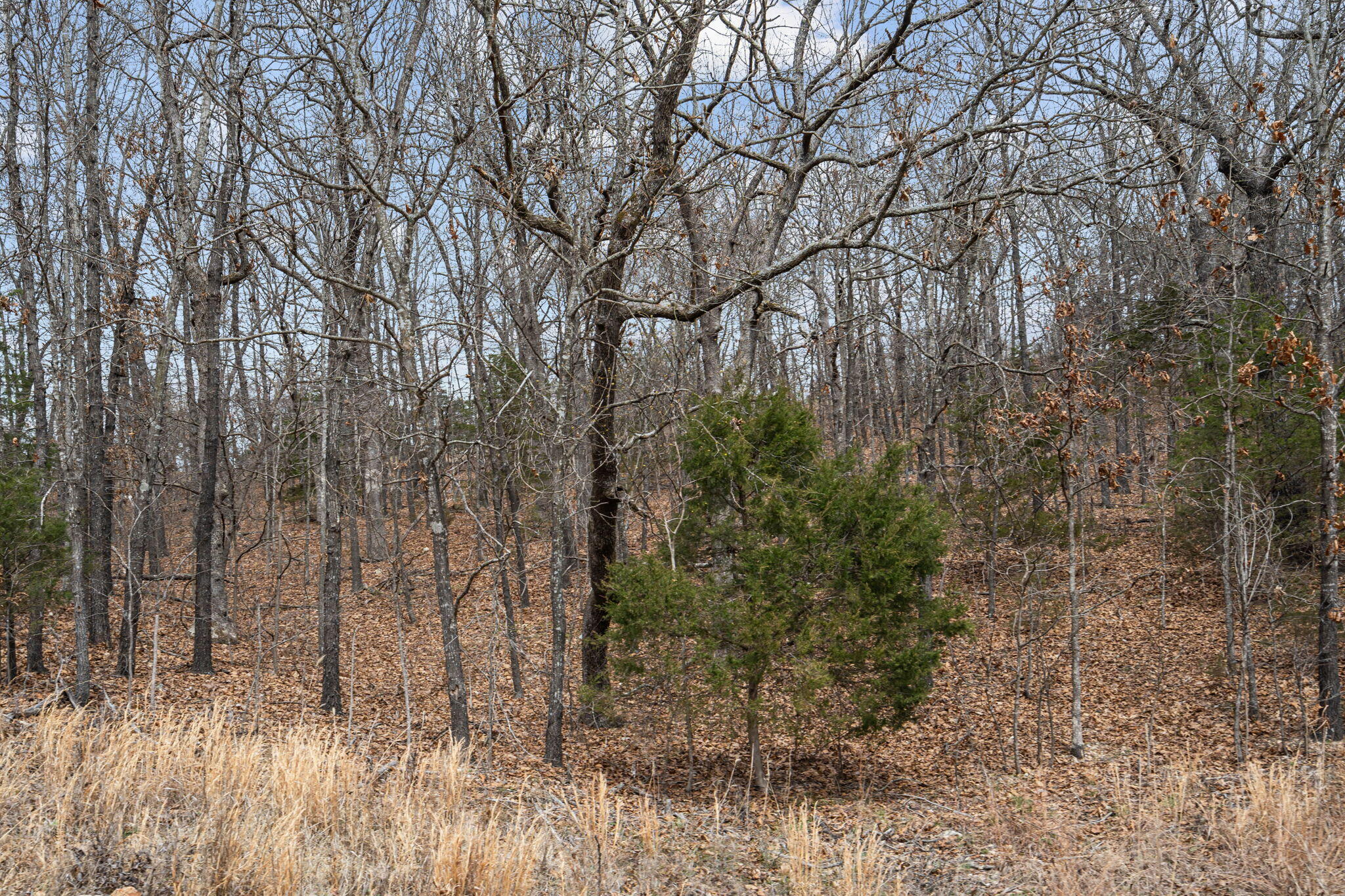 Photo 16 - Land for sale – 000  State Highway 86   Ridgedale, MO