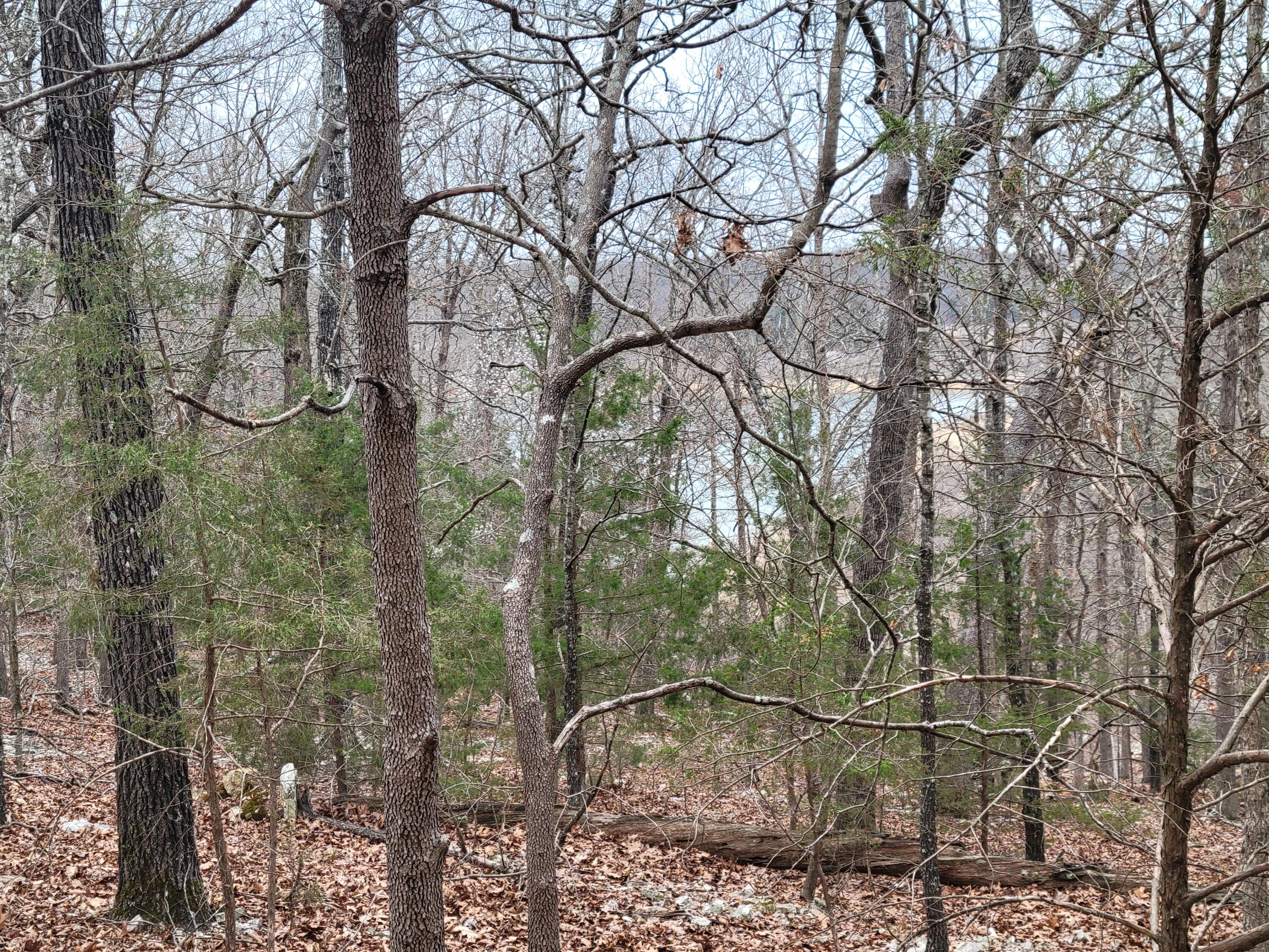 Photo 5 - Land for sale – 000  Lost Mine Road  Theodosia, MO