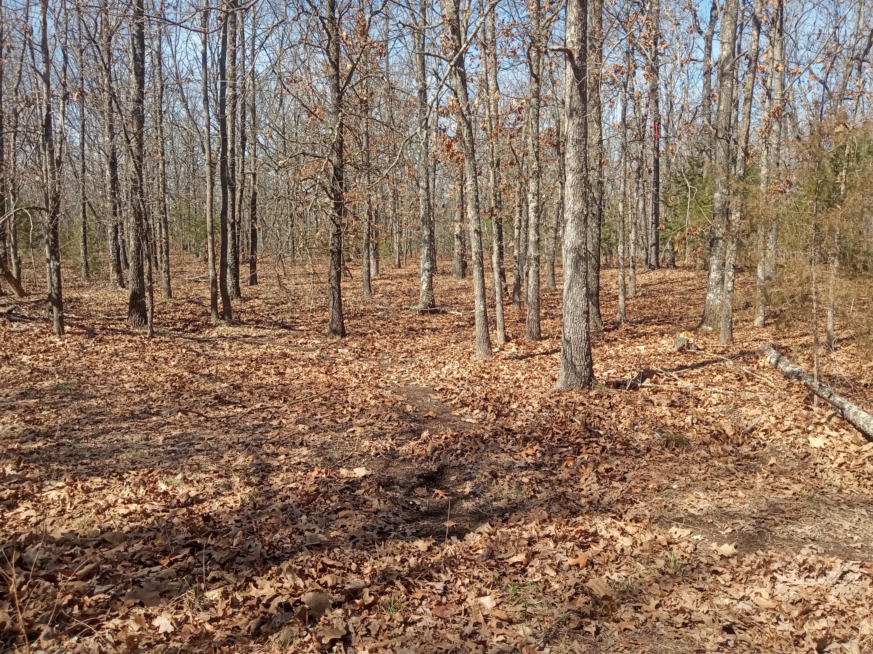 Photo 18 - Land for sale – 97  Three Springs   Long Lane, MO