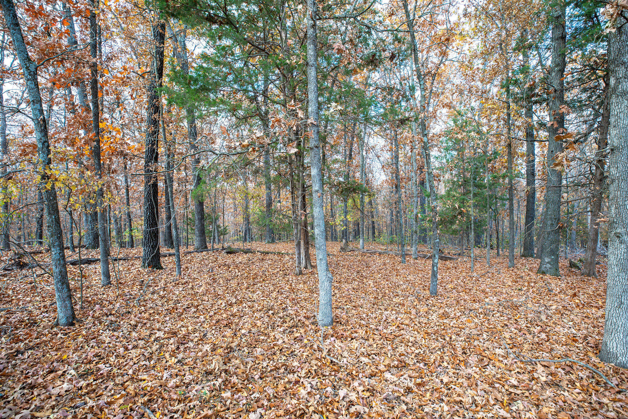 Photo 12 - Land for sale – Lot 4  Whispering Hill Drive  Blue Eye, MO