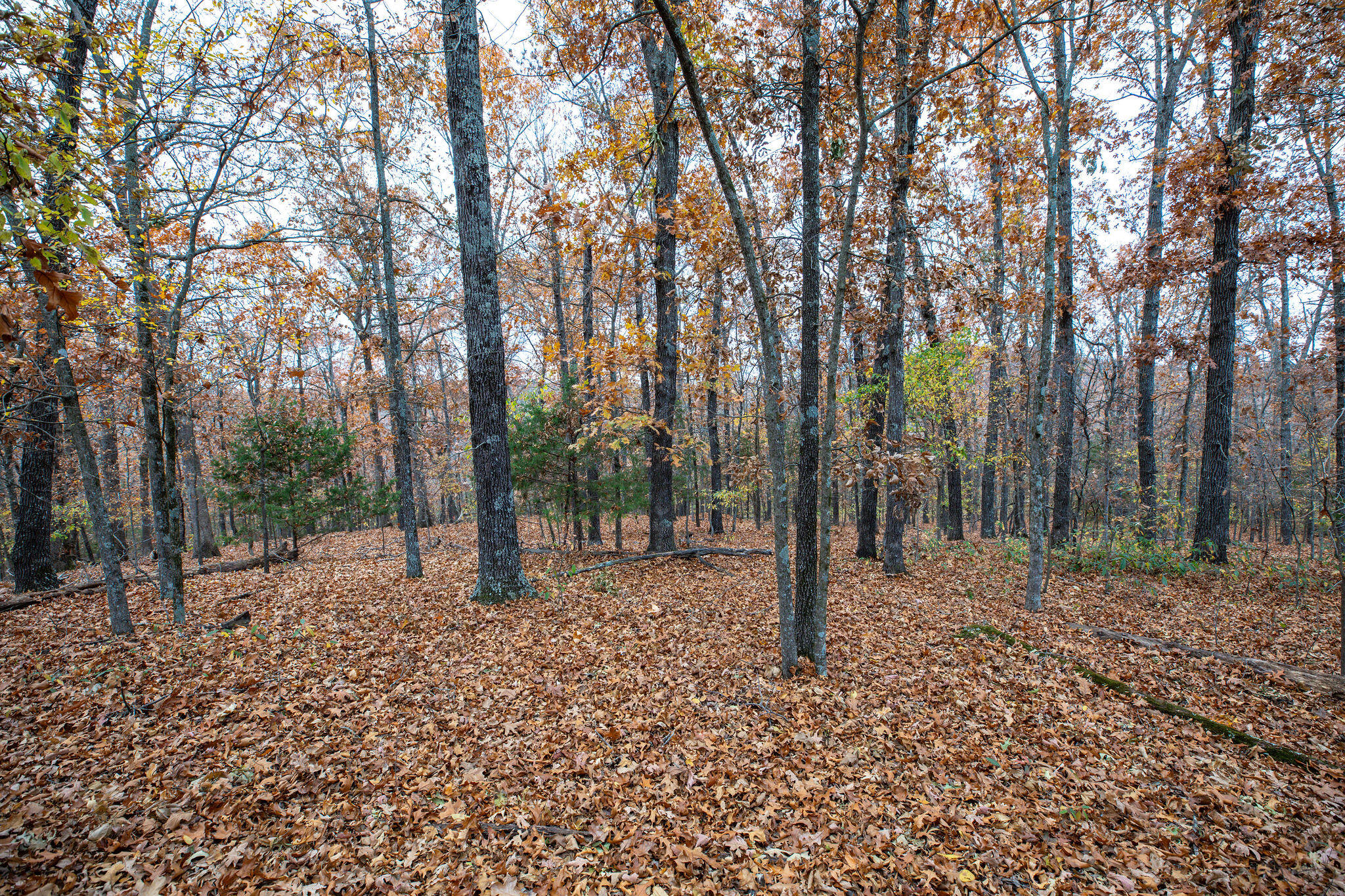 Photo 13 - Land for sale – Lot 4  Whispering Hill Drive  Blue Eye, MO