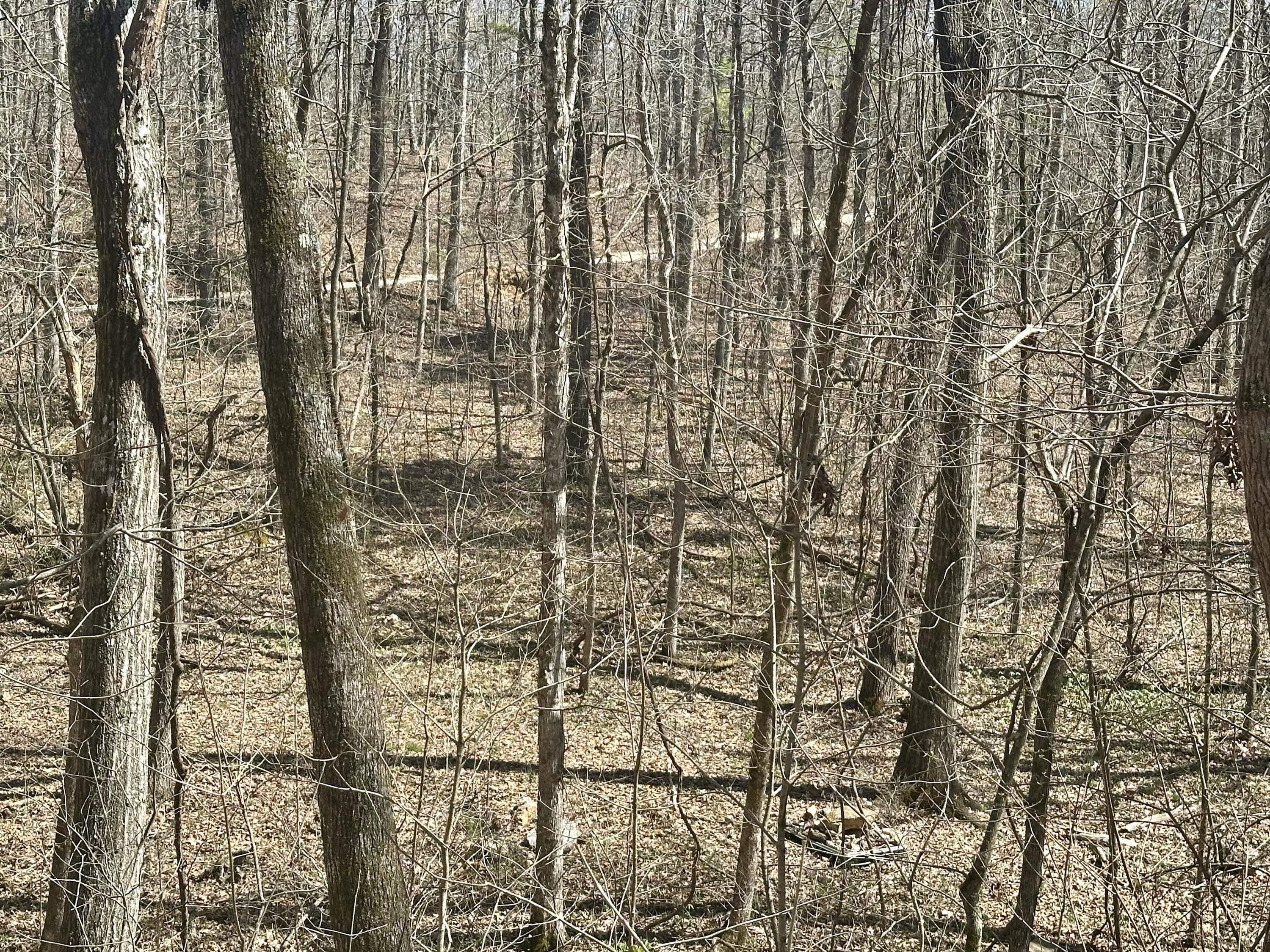 Photo 10 - Land for sale – 000  Water Tower Road  Van Buren, MO