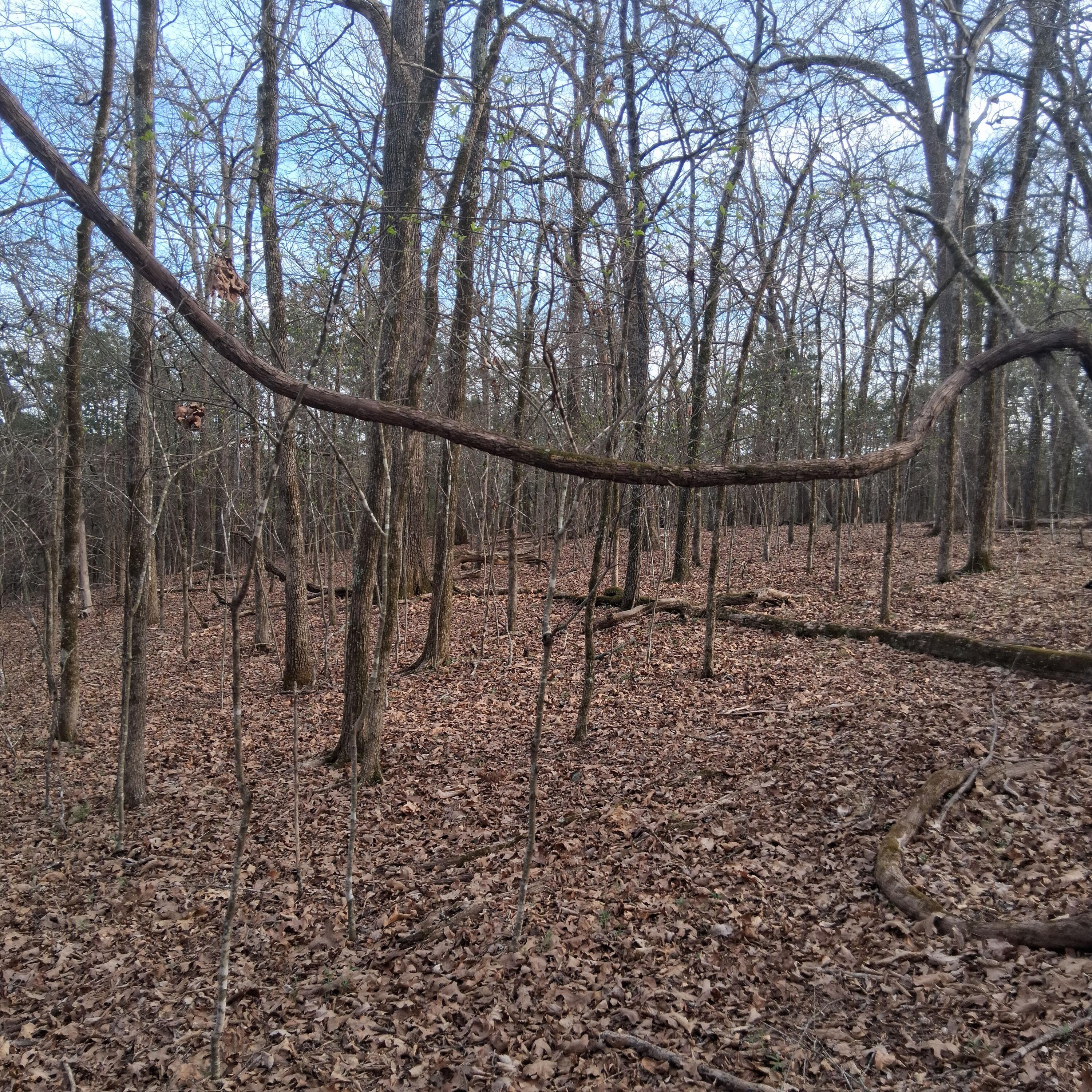 Photo 4 - Land for sale – Tbd  Lot 31, 32, 33 Truman Lane  Branson, MO