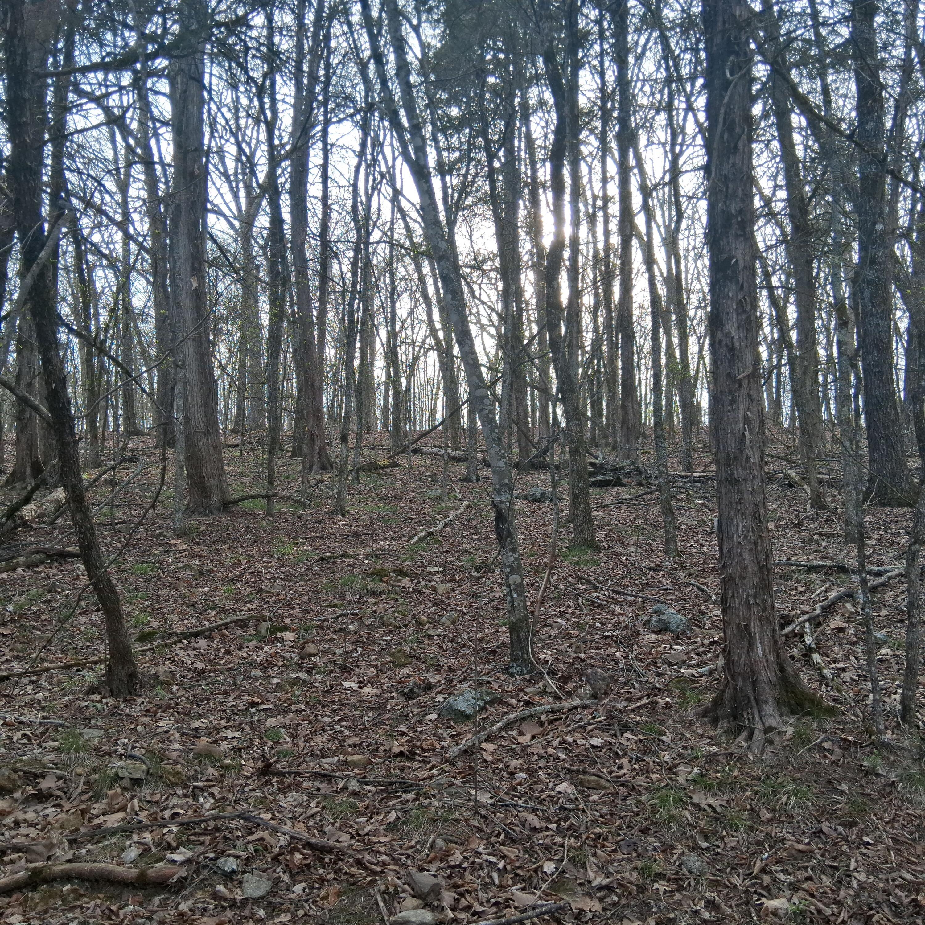 Photo 5 - Land for sale – Tbd  Lot 31, 32, 33 Truman Lane  Branson, MO
