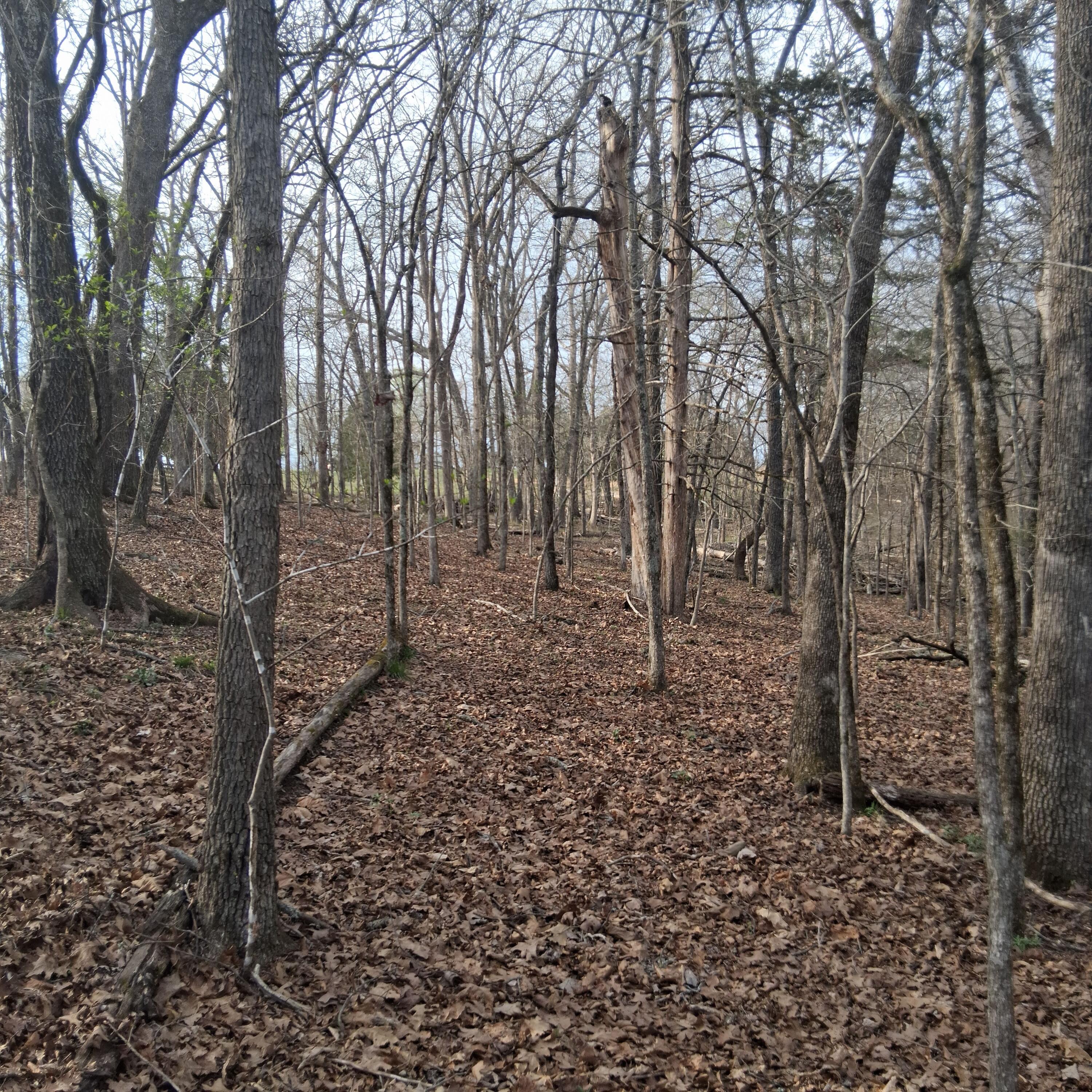 Photo 3 - Land for sale – Tbd  Lot 31, 32, 33 Truman Lane  Branson, MO