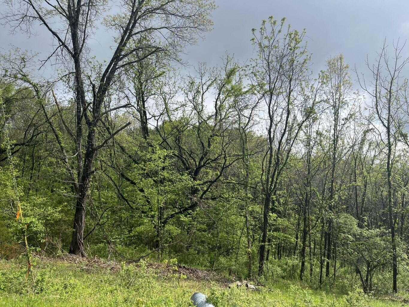 Photo 5 - Land for sale – 169  Panorama (Lot 169)-2.01 Acres- Drive  Cape Fair, MO