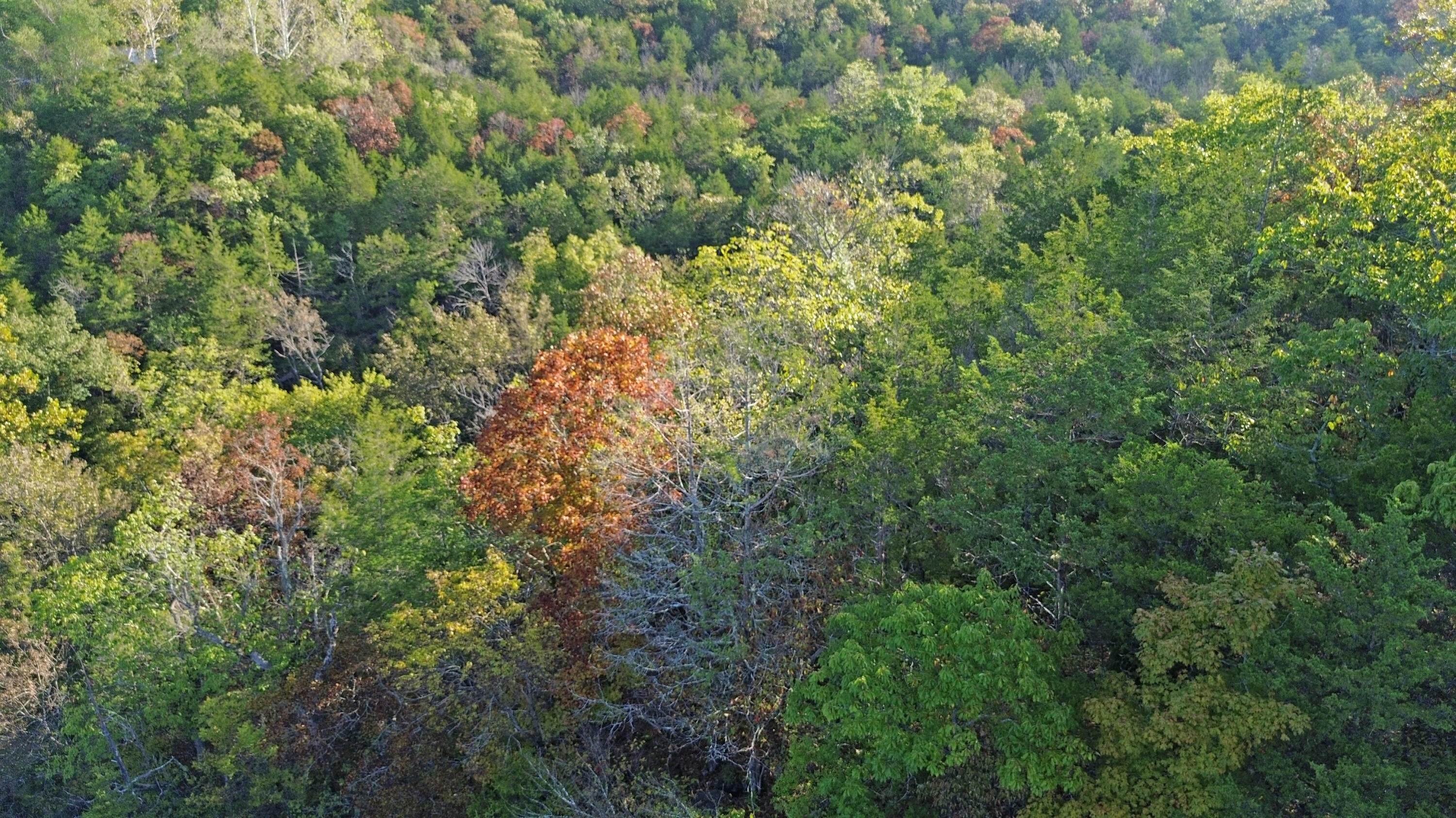 Photo 9 - Land for sale – 000  Delillo   Branson, MO
