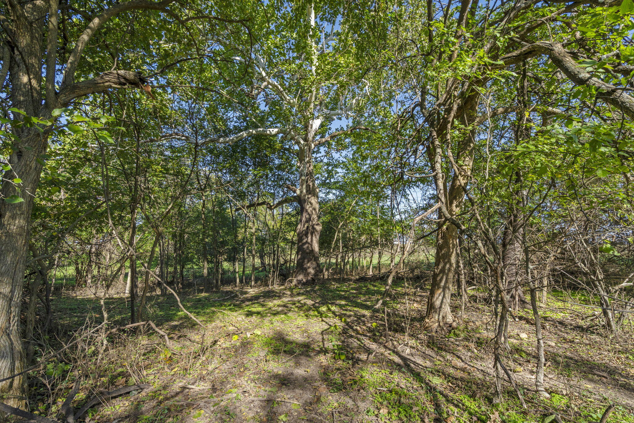 Photo 29 - Farm for sale – 3259 W Farm Rd 60   Springfield, MO