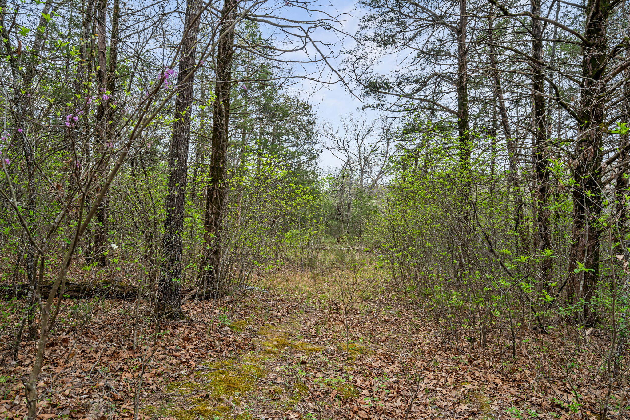 Photo 3 - Land for sale – 342 & 343  Turkey Mountain Estates   Shell Knob, MO