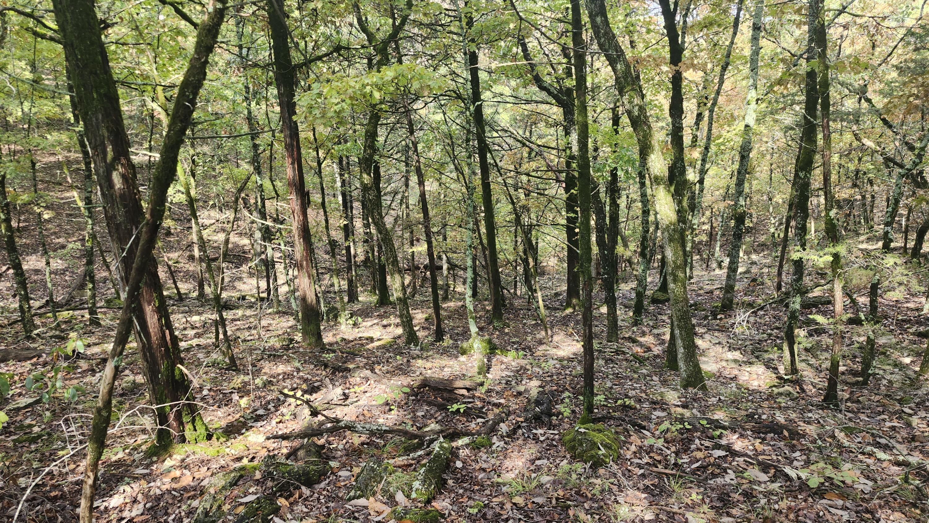 Photo 35 - Land for sale – 685  Ingenthron Lane  Forsyth, MO