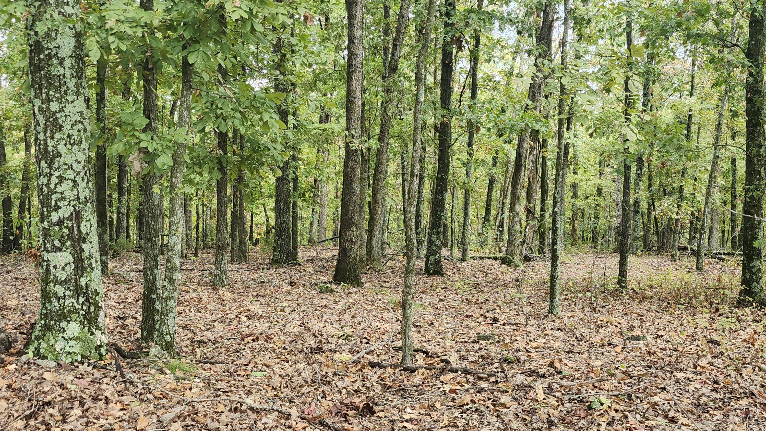 Photo 24 - Land for sale – 685  Ingenthron Lane  Forsyth, MO