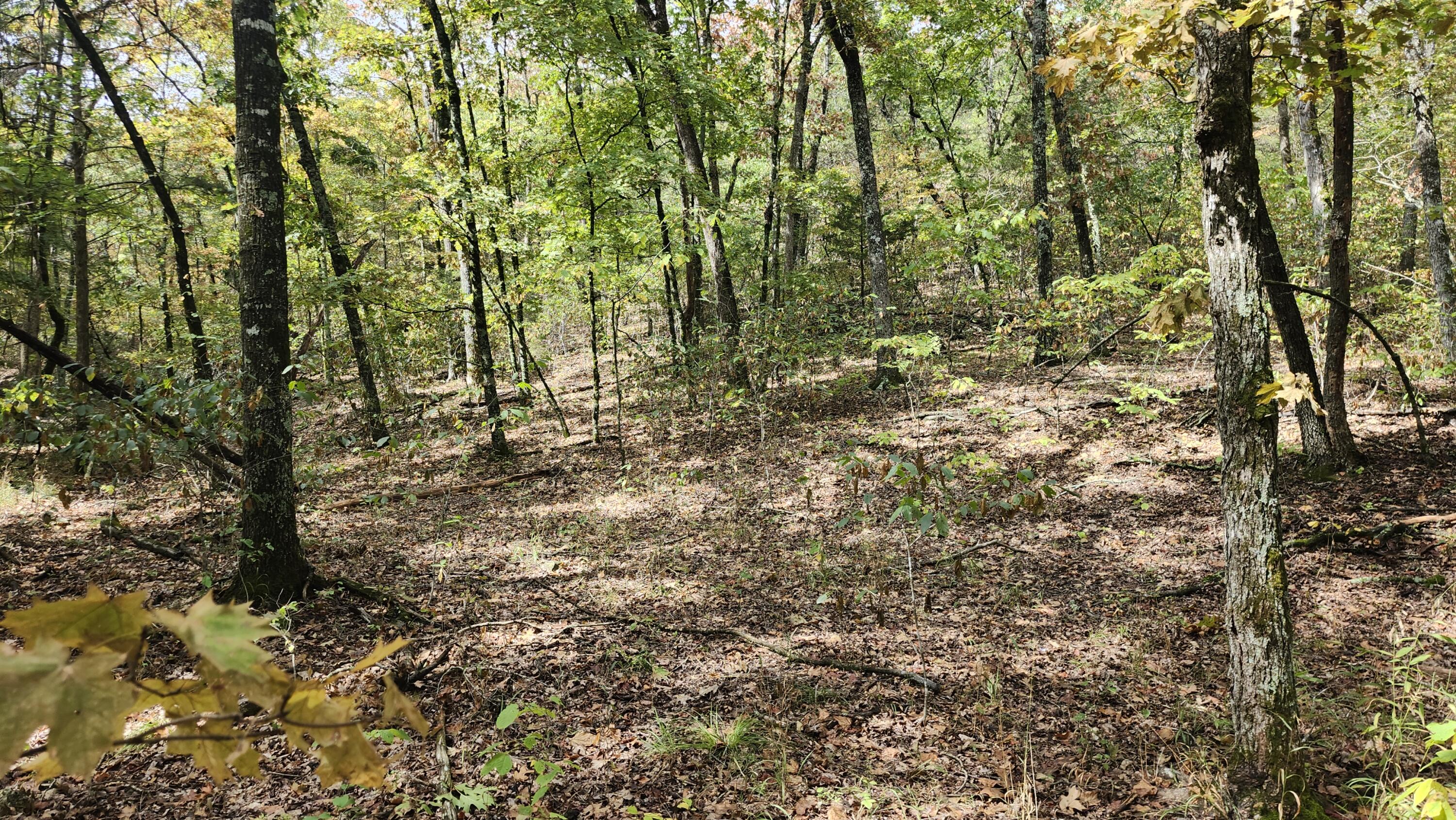 Photo 29 - Land for sale – 685  Ingenthron Lane  Forsyth, MO