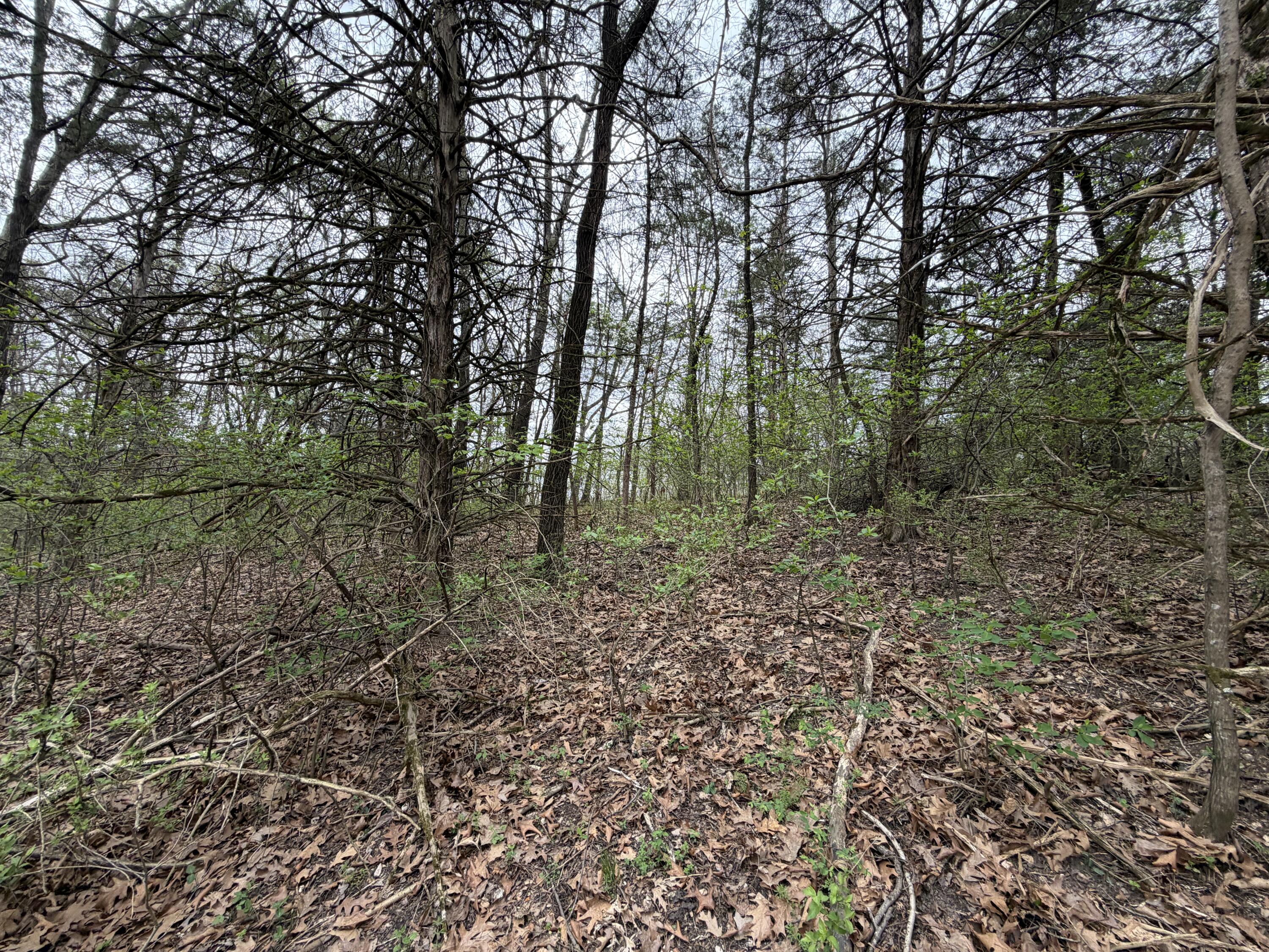 Photo 9 - Land for sale – 001  Holiday Hills Drive  Cape Fair, MO