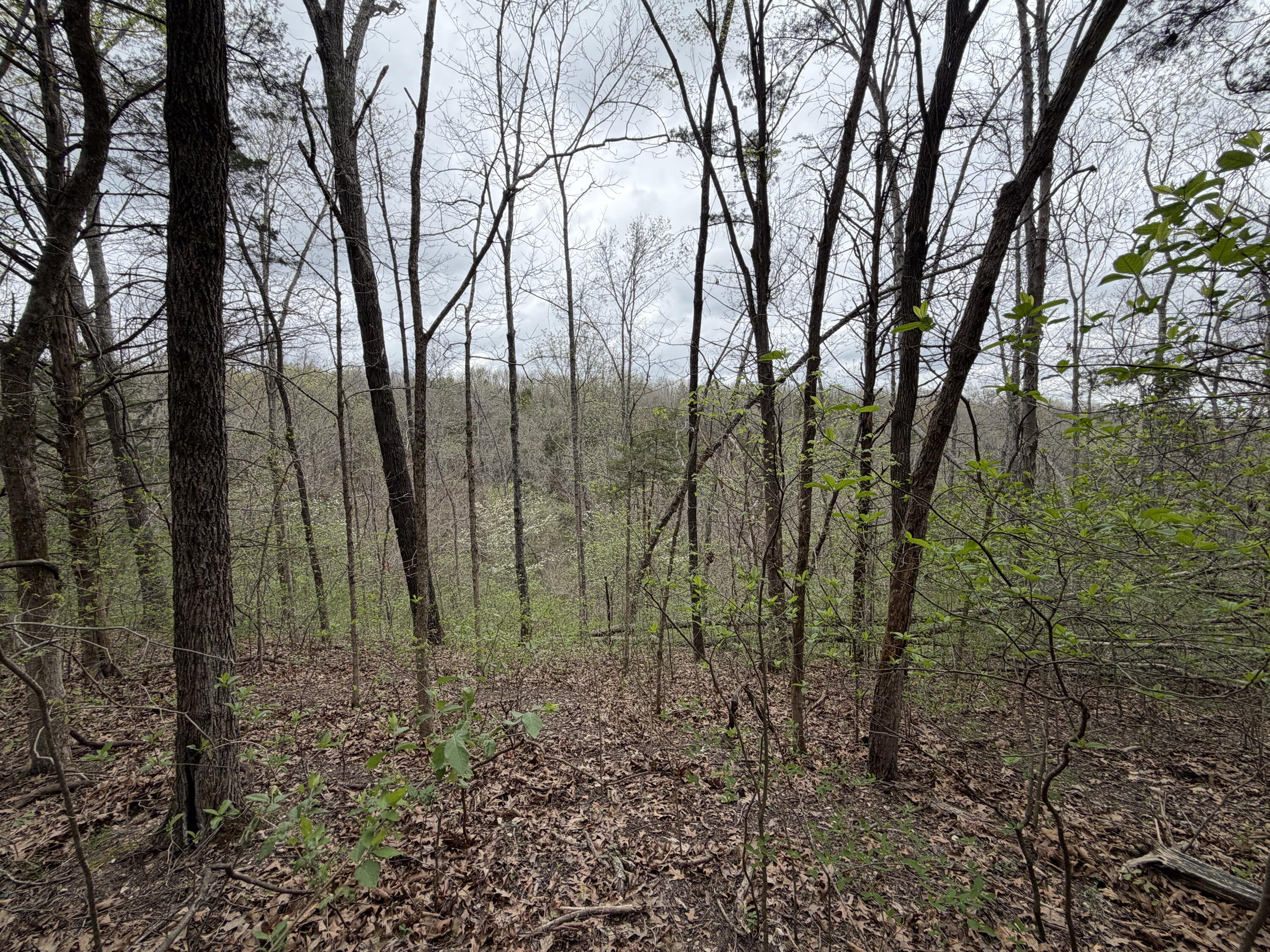 Photo 7 - Land for sale – 001  Holiday Hills Drive  Cape Fair, MO