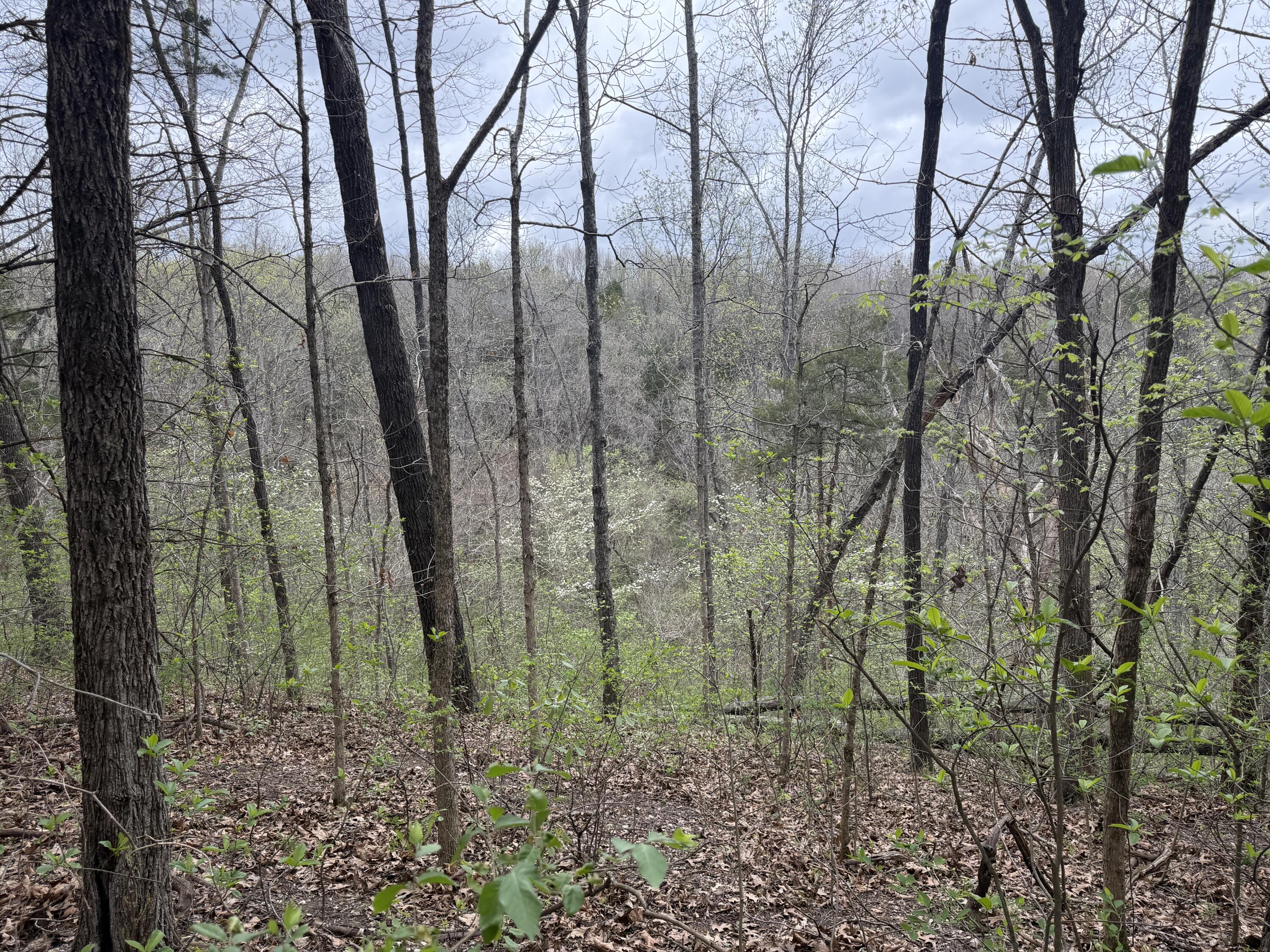 Photo 5 - Land for sale – 001  Holiday Hills Drive  Cape Fair, MO